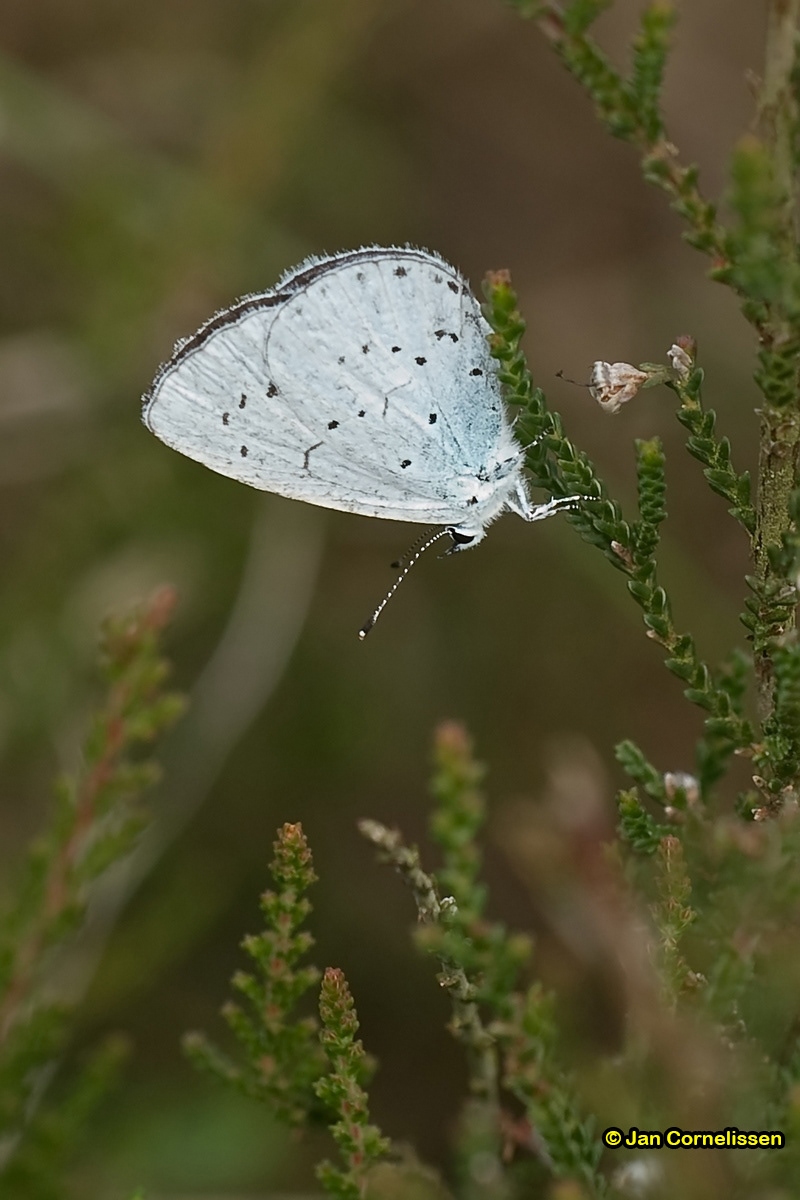 Boomblauwtje - Celastrina argiolus (Pelt, B) 2008