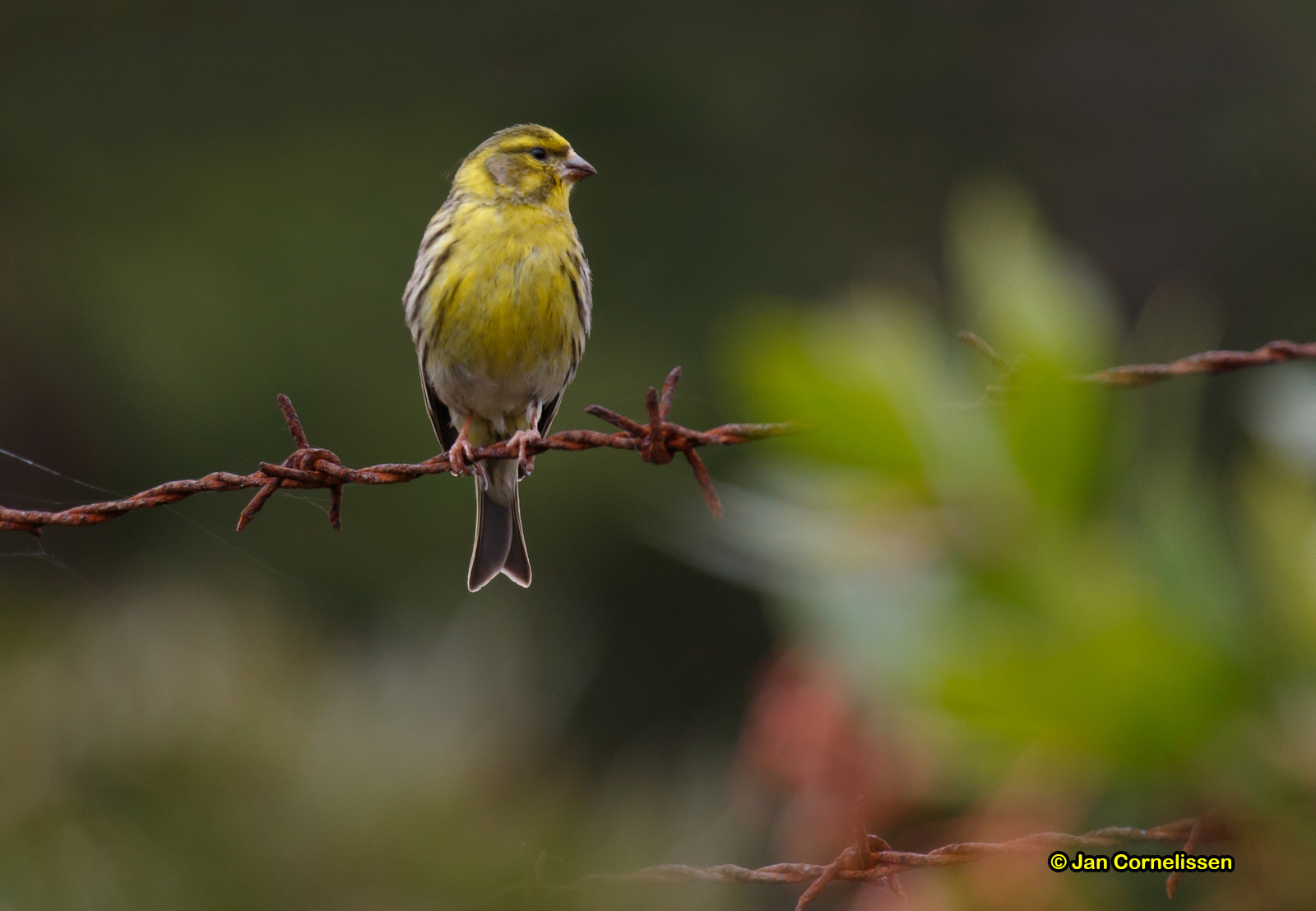 Europese kanarie - Serin - Serinus serinus