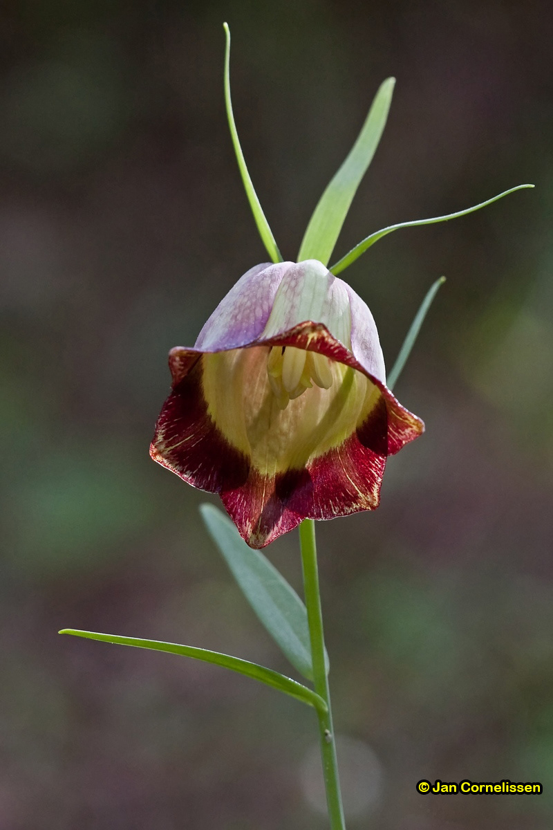 Kievitsbloem