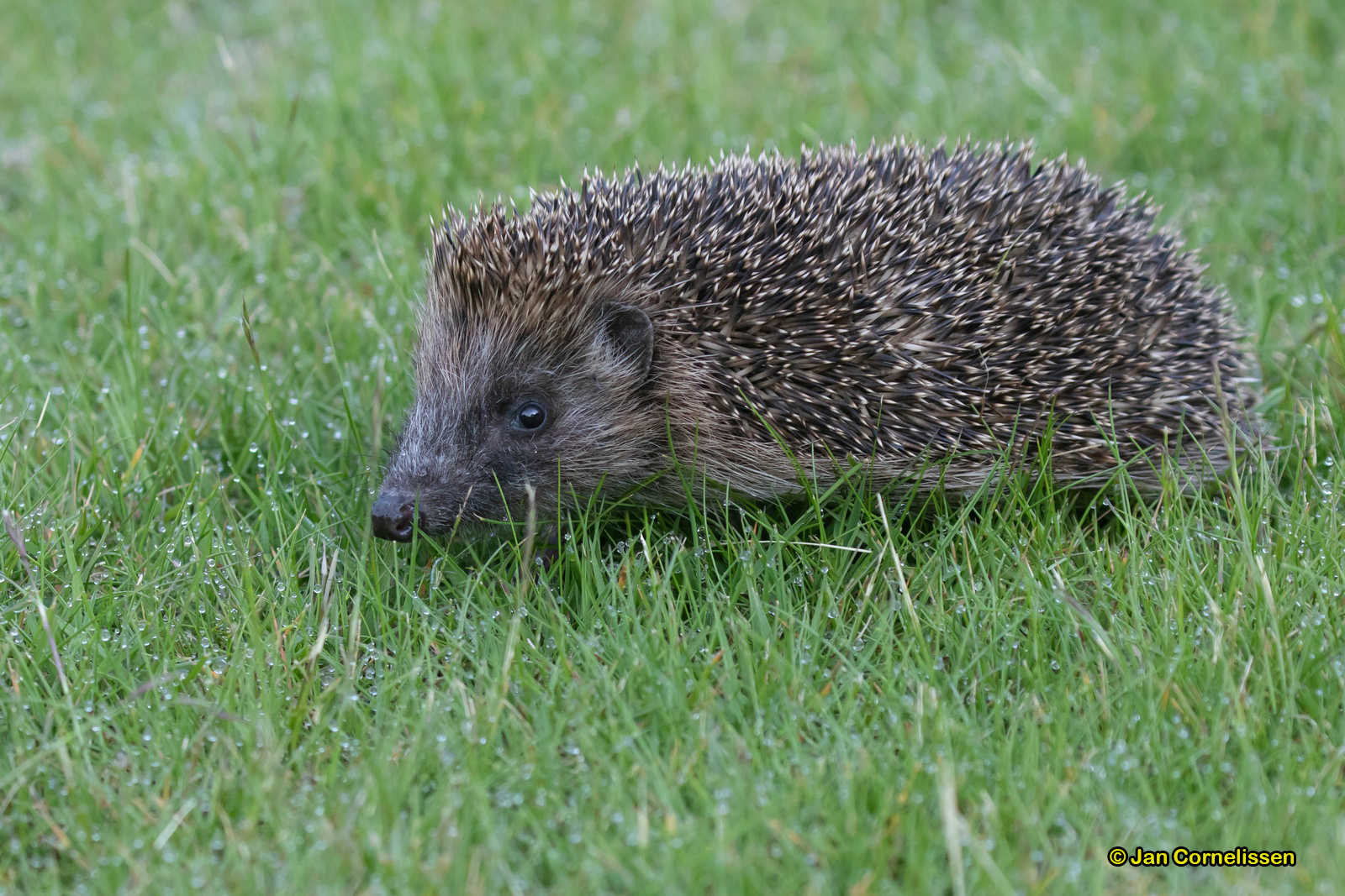 Egel - Erinacaeus europaeus (Pelt, B)
