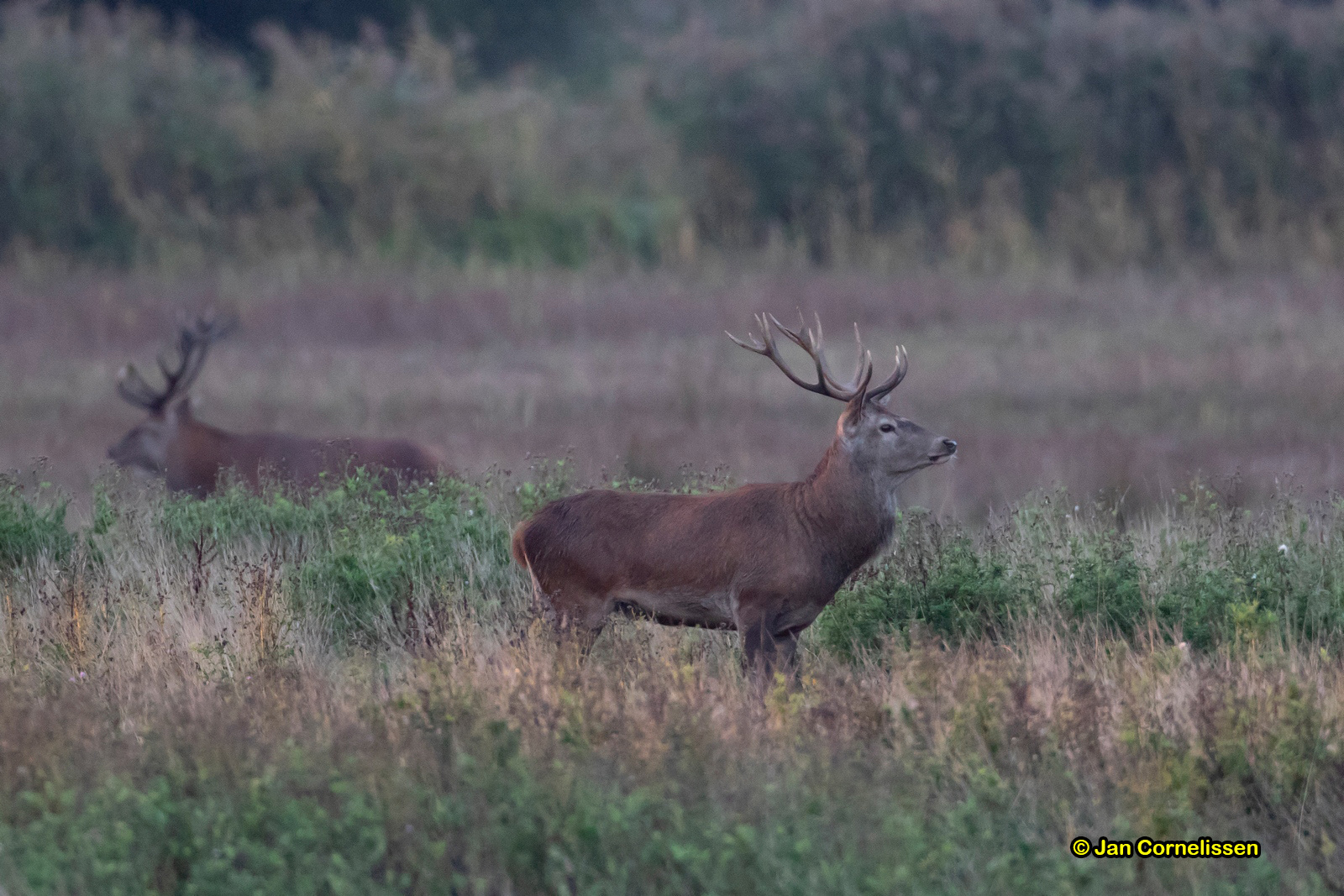 Edelhert - Cervus elaphus (Weert, NL) 2018