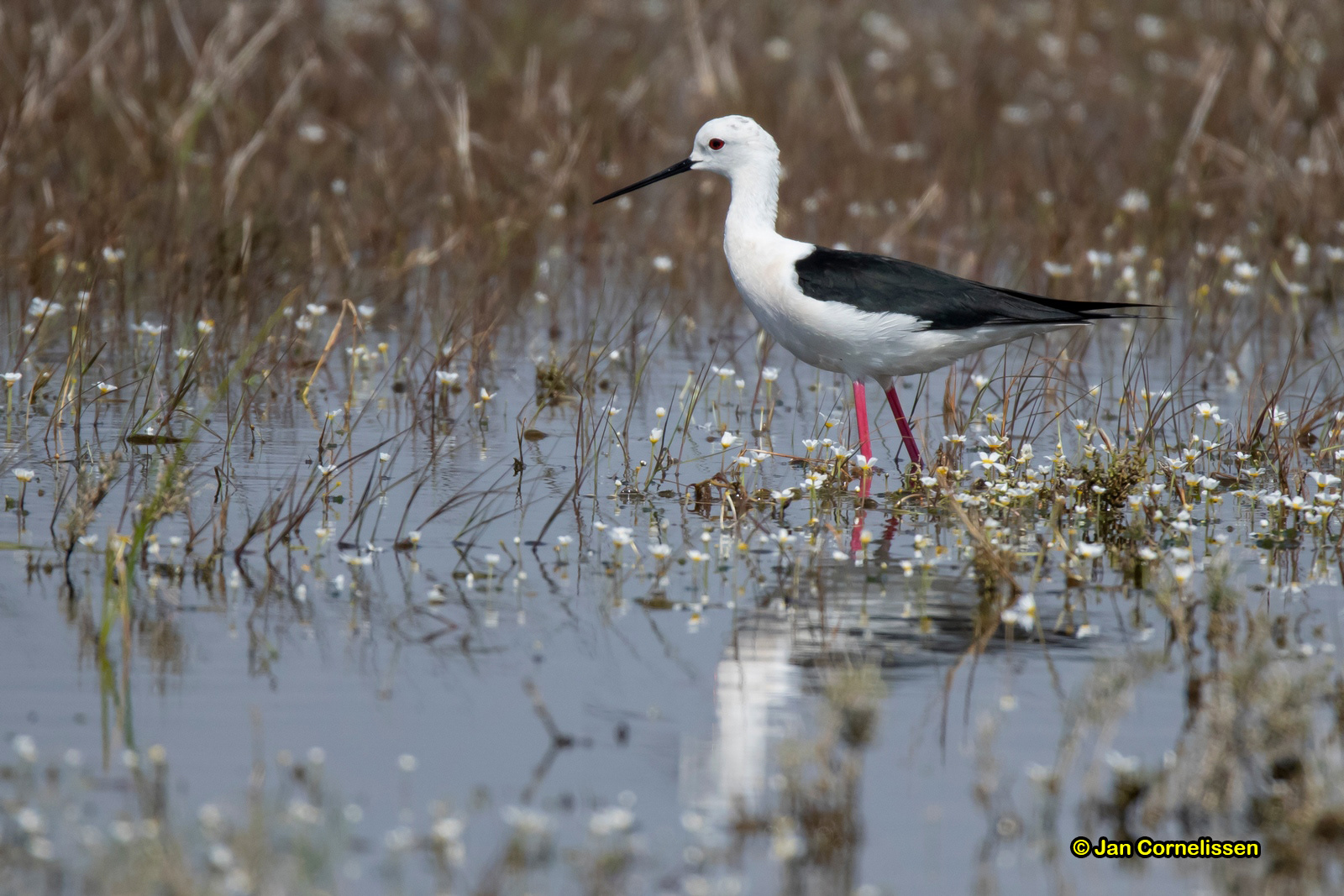 Steltkluut - Black-winged Stilt - Himantopus himantopus (Evrosdelta, GR) 10-5-2019