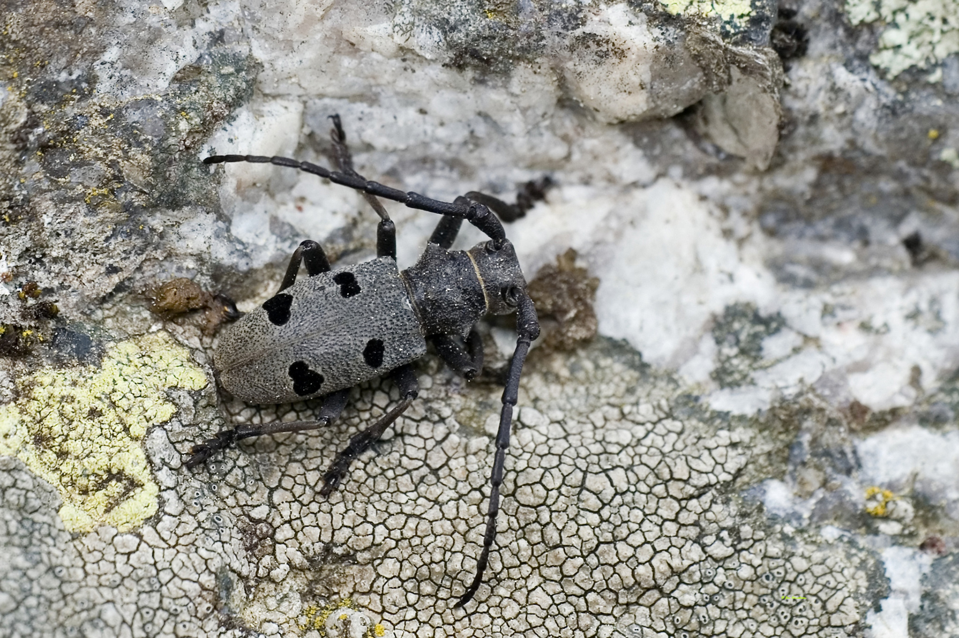 Morymus funereus (boktor) (Z-Bulgarije) 2007