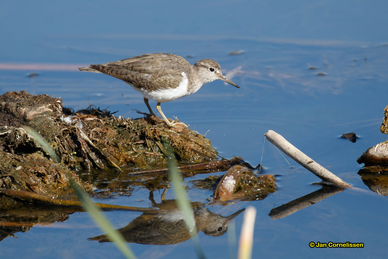 Oeverloper - Common Sandpiper - Actitis hypoleucos