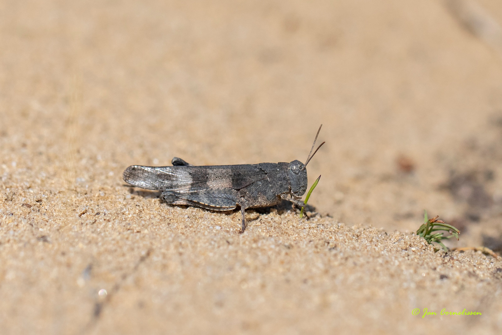 Blauwvleugelsprinkhaan - Oedipoda caerulescens (Leende, NL)