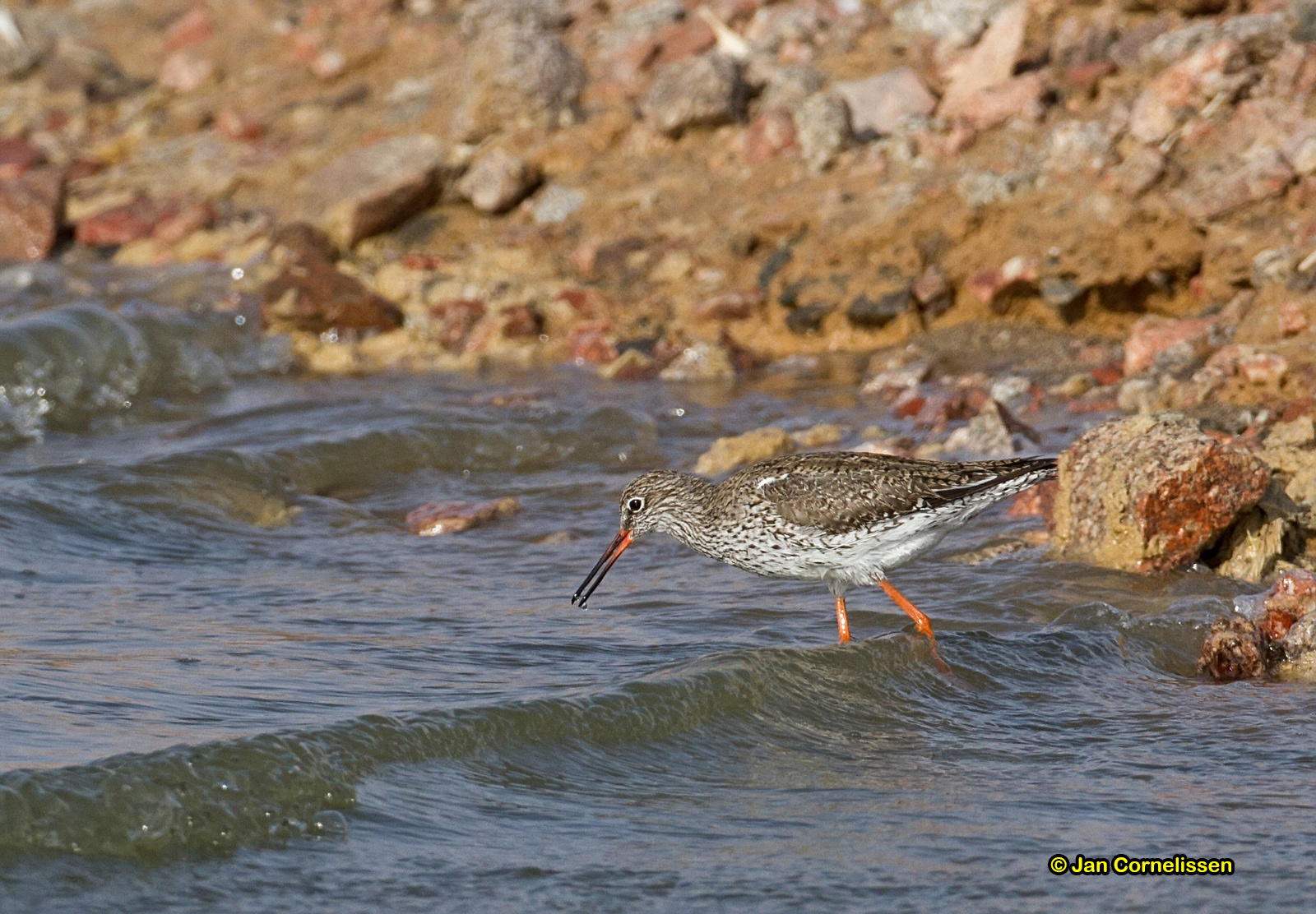 Tureluur - Redshank - Tringa totanus