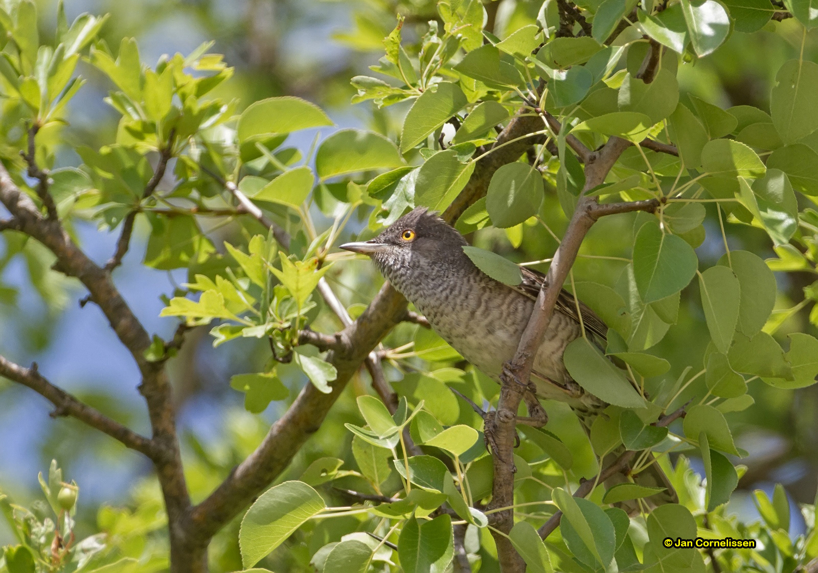 Sperwergrasmus - Barred Warbler - Sylvia nisoria