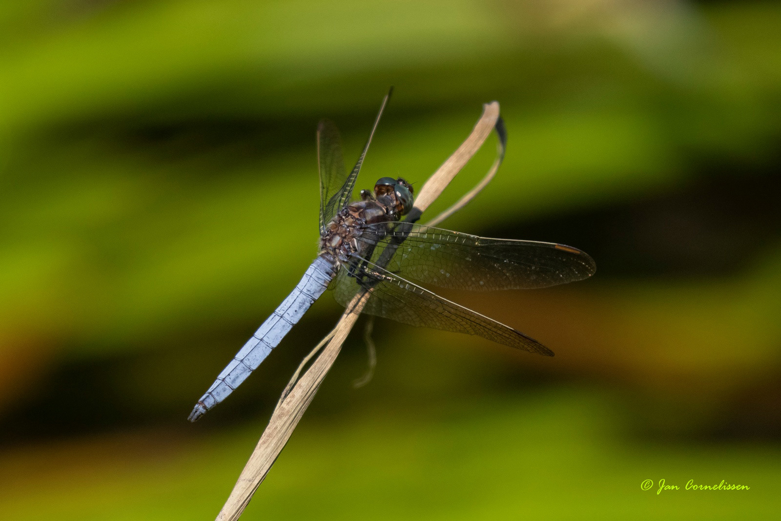 Beekoeverlibel - Orthetrum coerulescens (Weert, NL) 2020