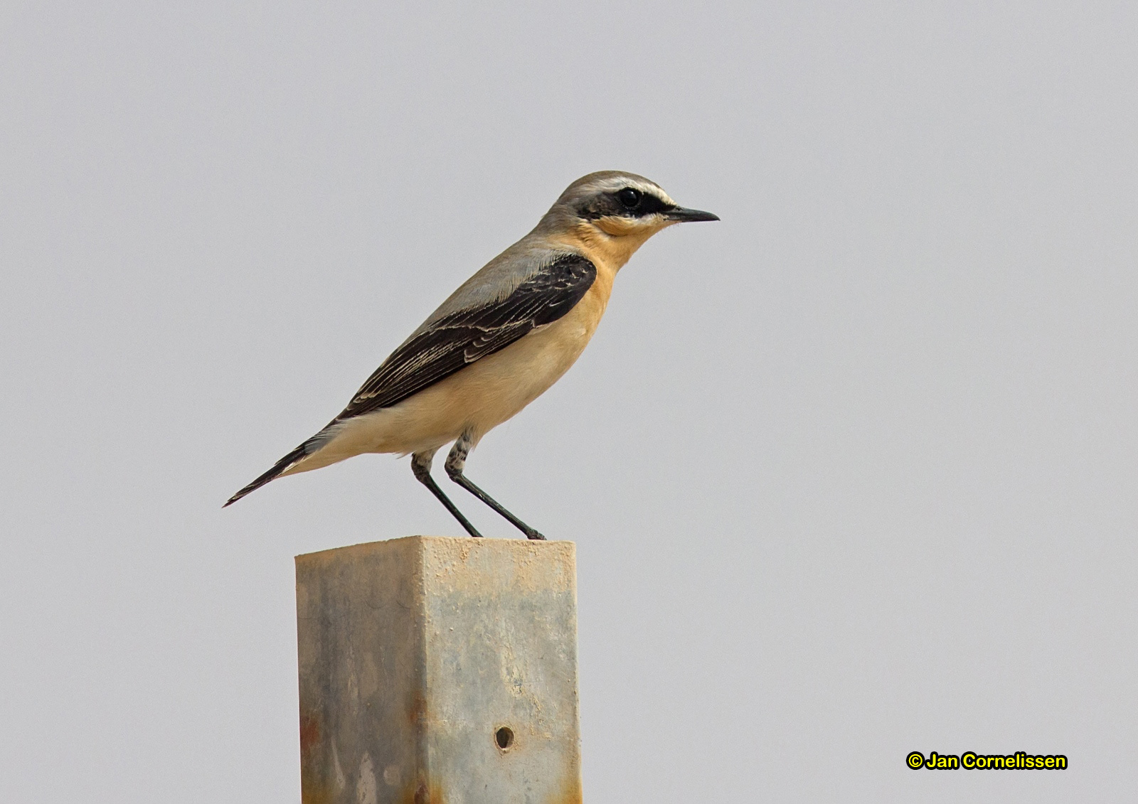 Tapuit - Northern Wheatear - Oenanthe oenanthe