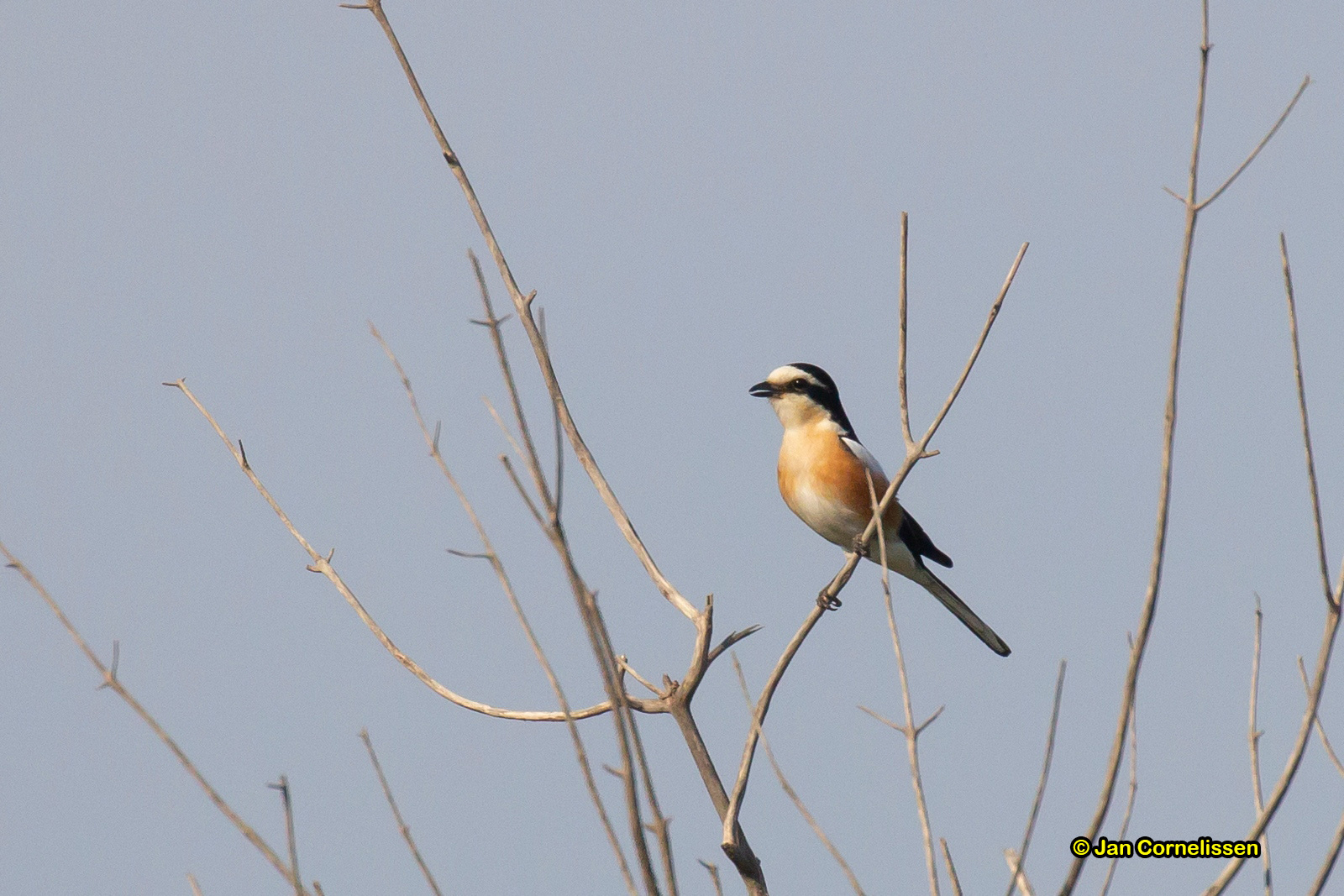 Maskerklauwier - Masked Shrike - Lanius nubius