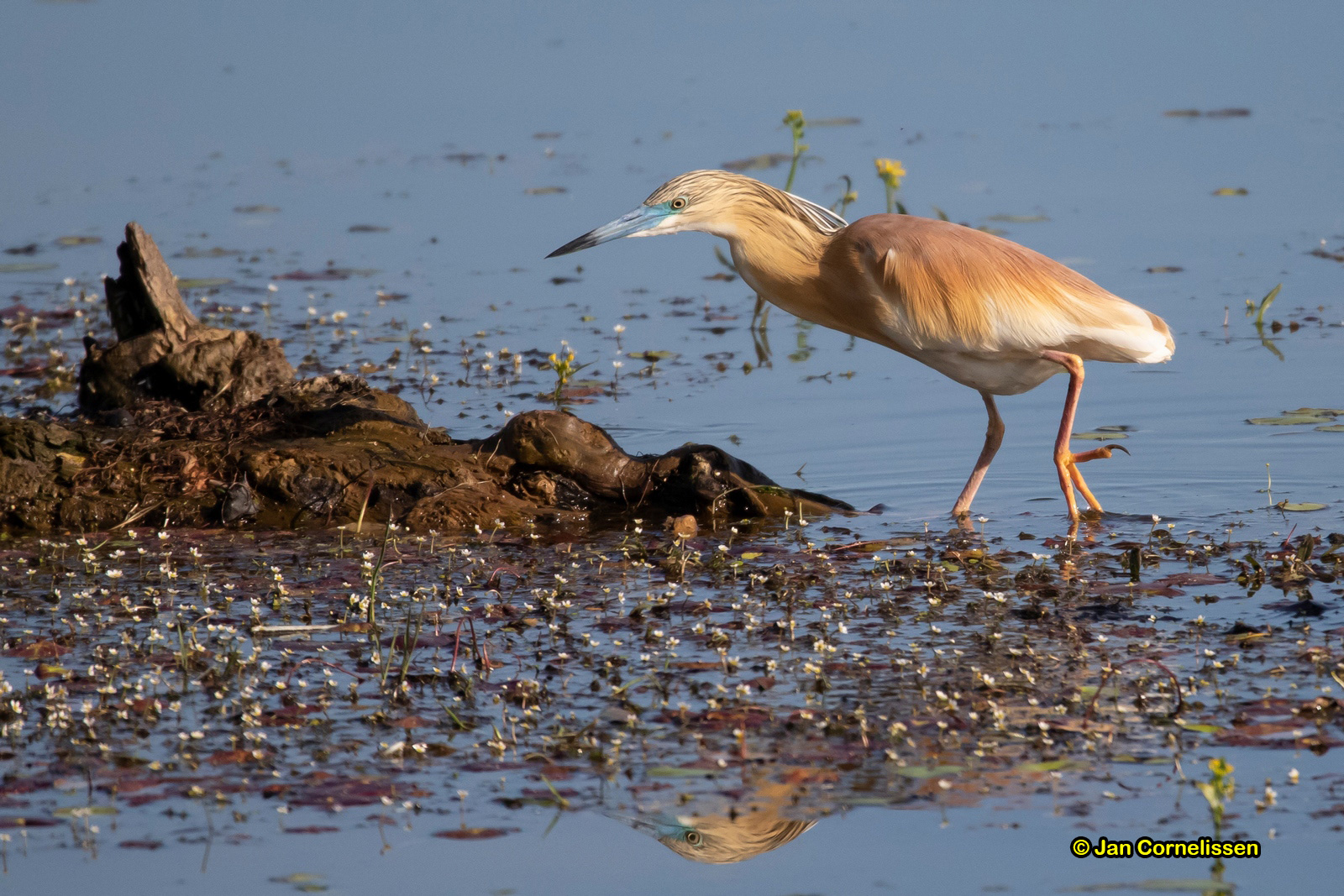 Ralreiger - Squacco Heron - Ardeola ralloides (Kerkinimeer, GR) 11-5-2019