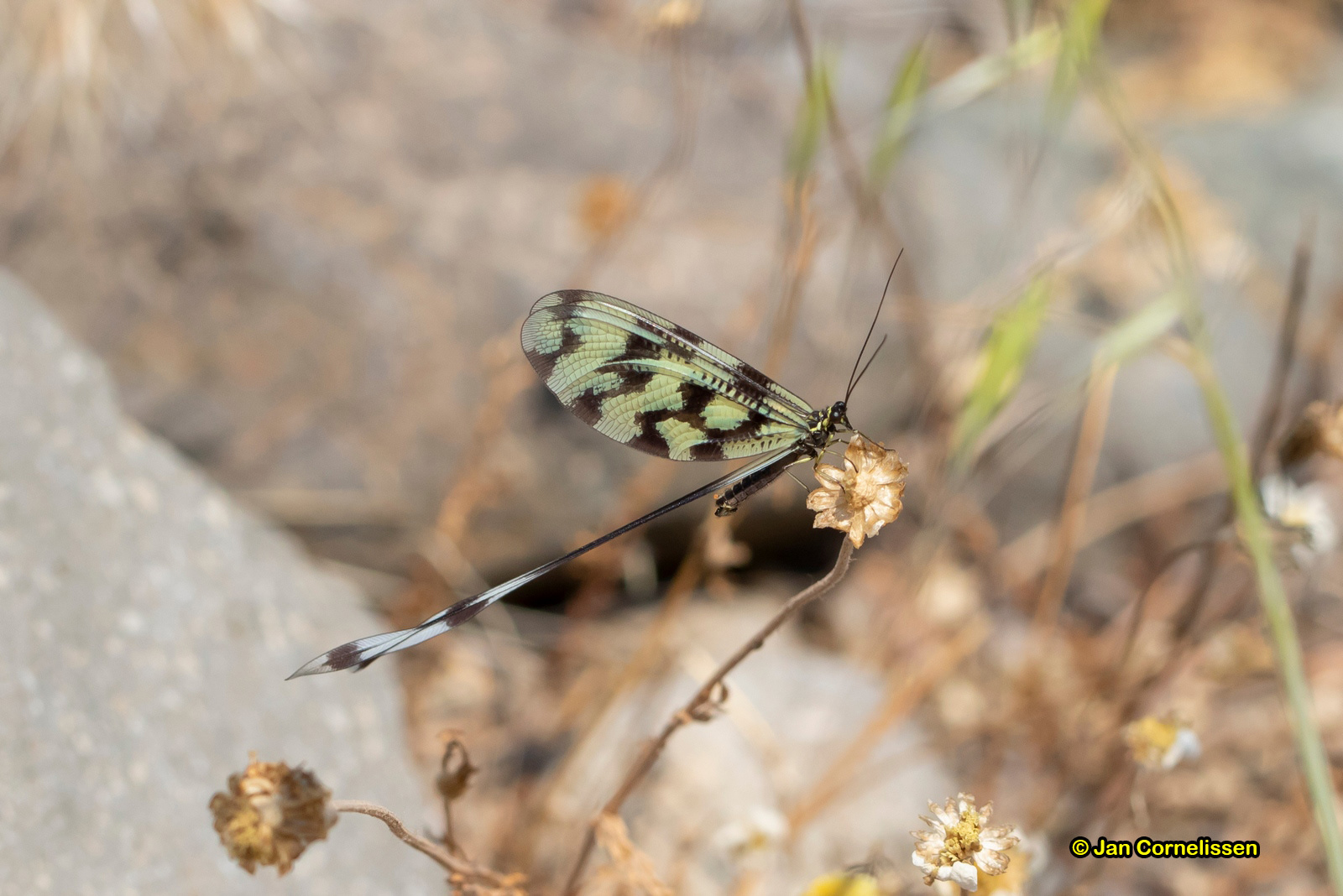 Griekse wimpelstaart - Nemoptera coa (Lesbos, GR) 2018