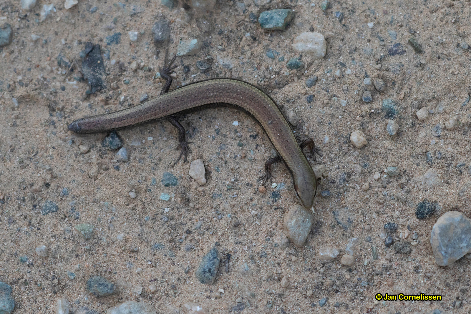 Johannisskink