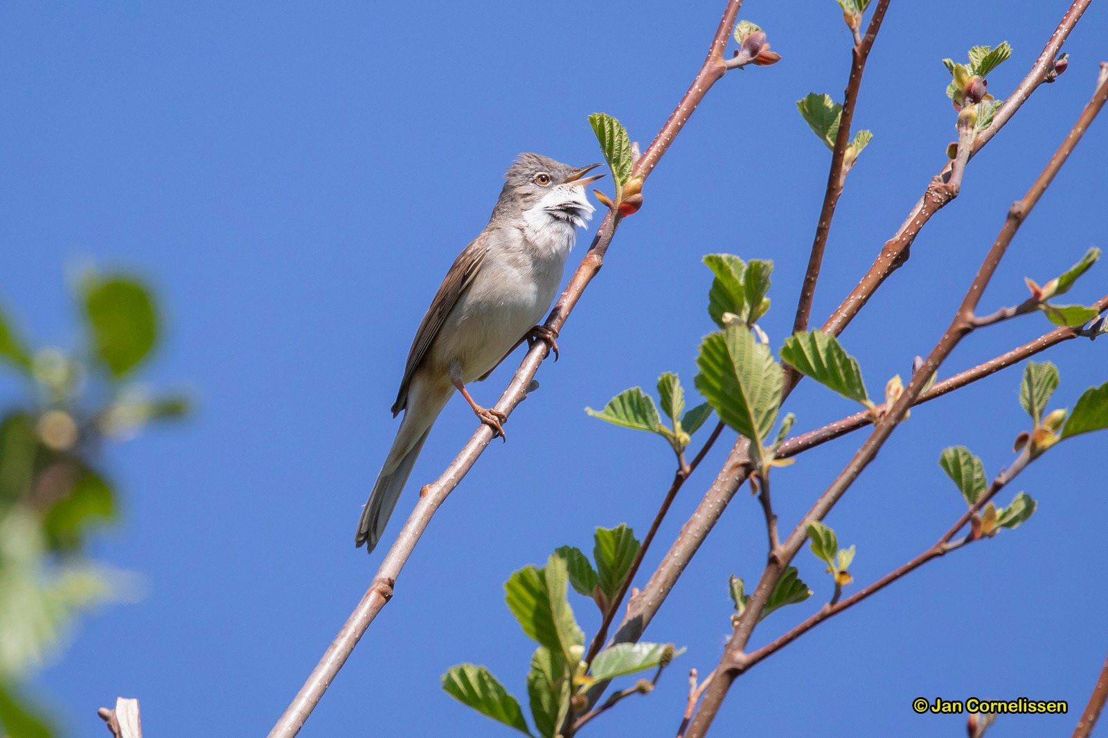 Grasmus - Whitethroat - Sylvia communis (Pelt, B)