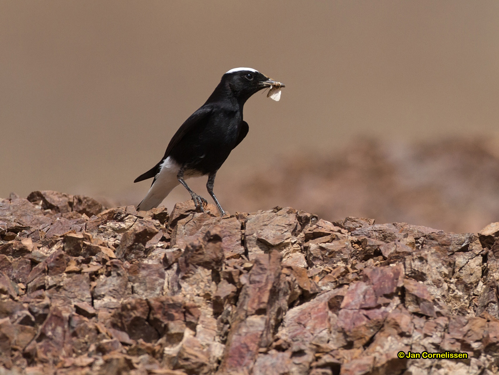 Witkruintapuit - White-crowned Black Wheatear - Oenanthe leucopyga