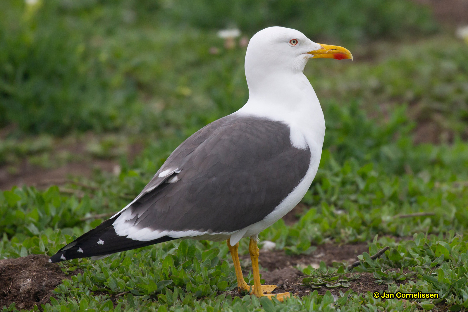 Kleine mantelmeeuw - Lesser Black-backed Gull - Larus fuscus