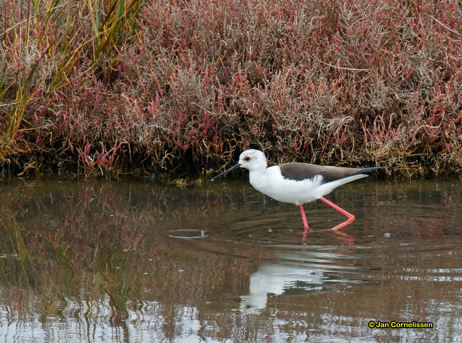 Steltkluut - Black-winged Stilt - Himantopus himantopus