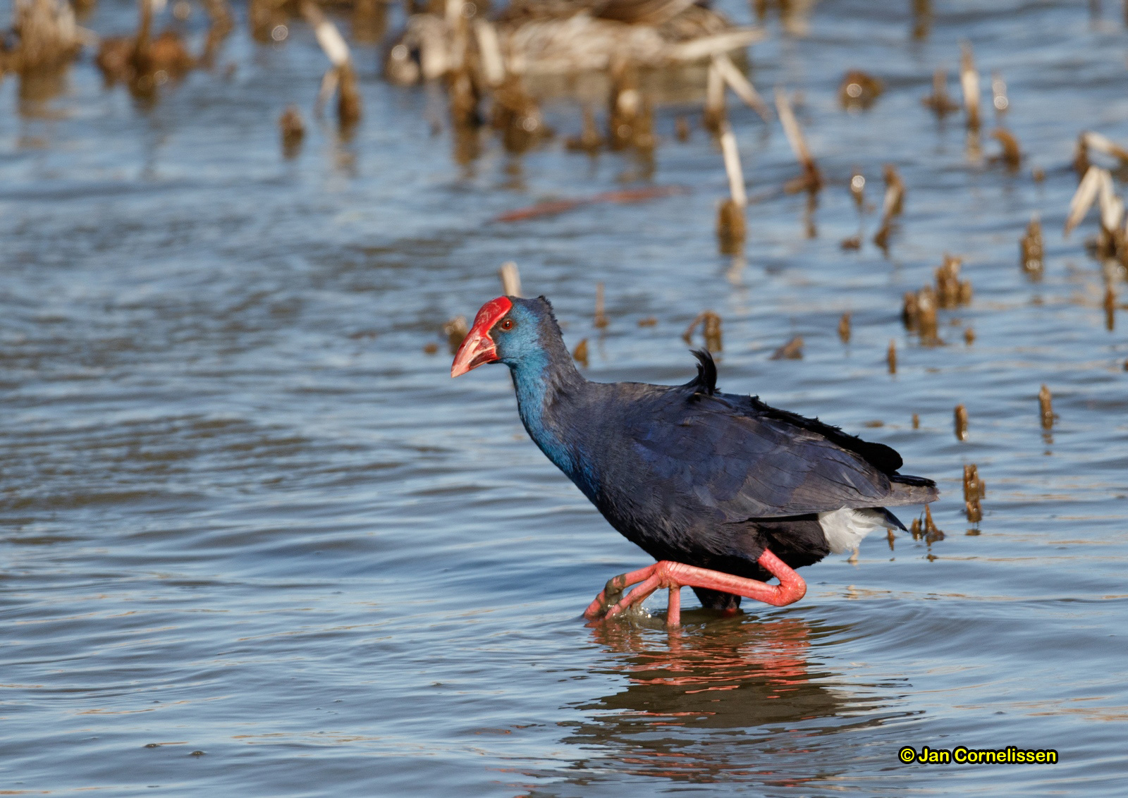 Purperkoet - Purple Gallinule - Porphyrio porphyrio