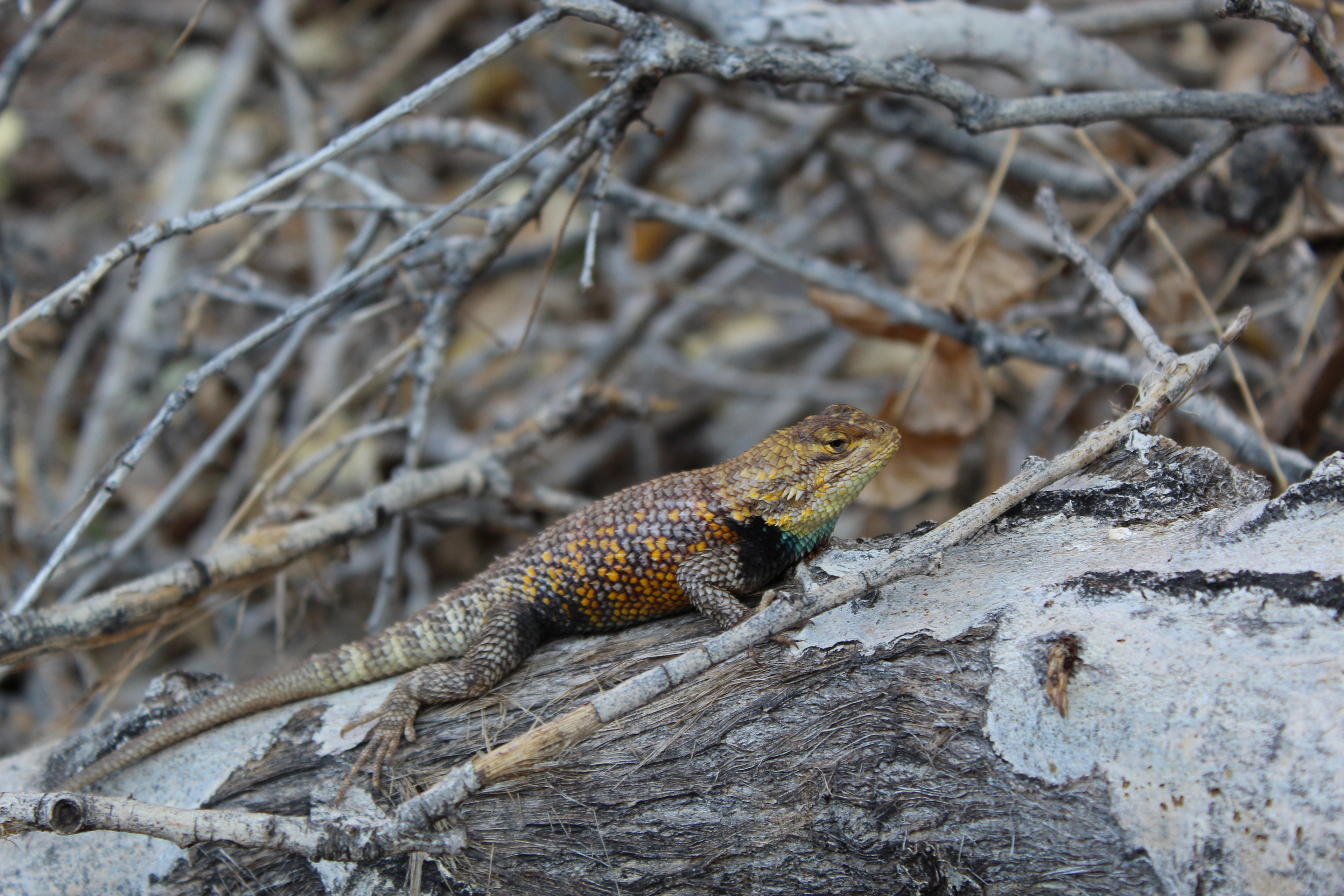 Colorful lizard in the Grand Canyon