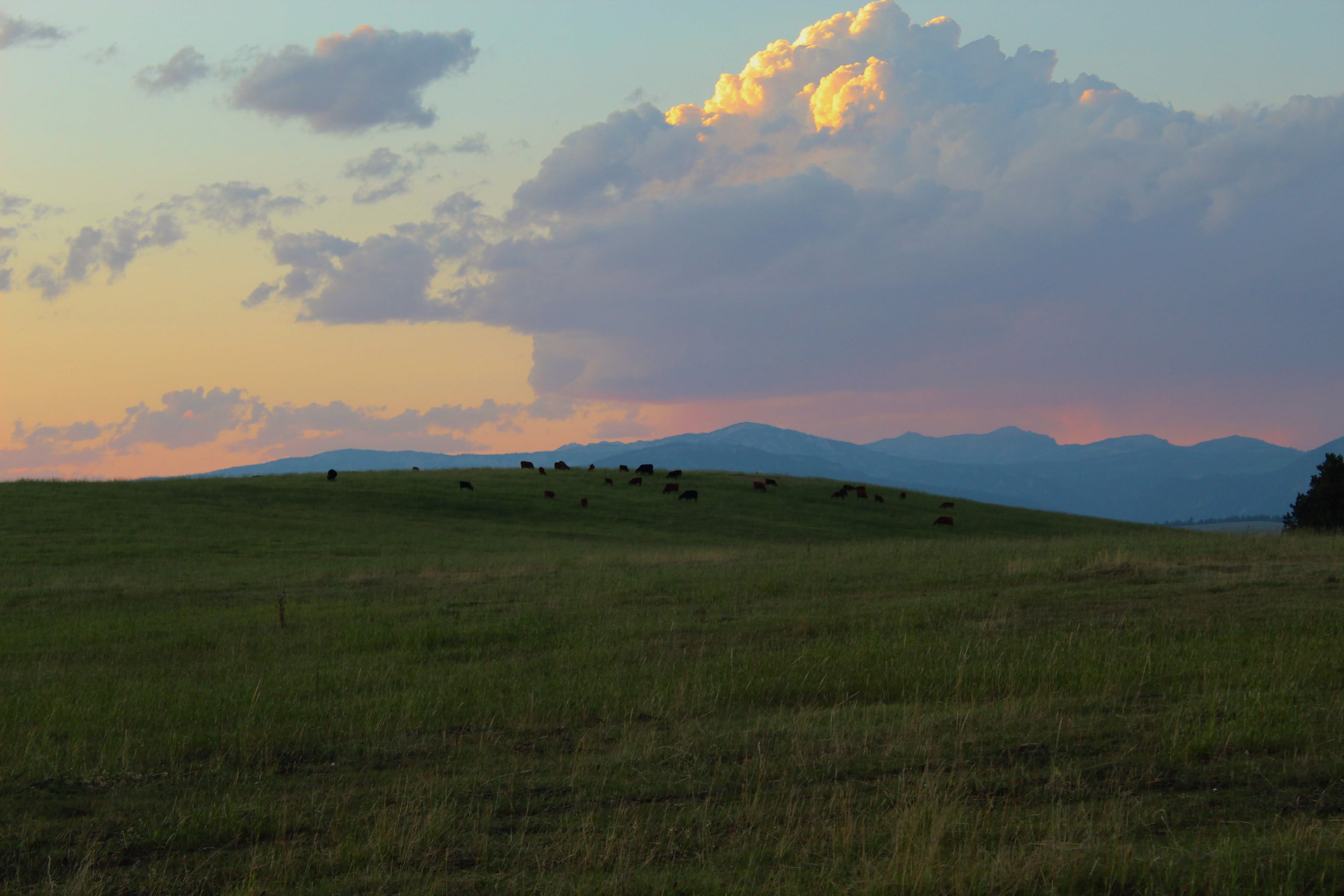 Outside of Yellowstone cows graze under a colorful sky