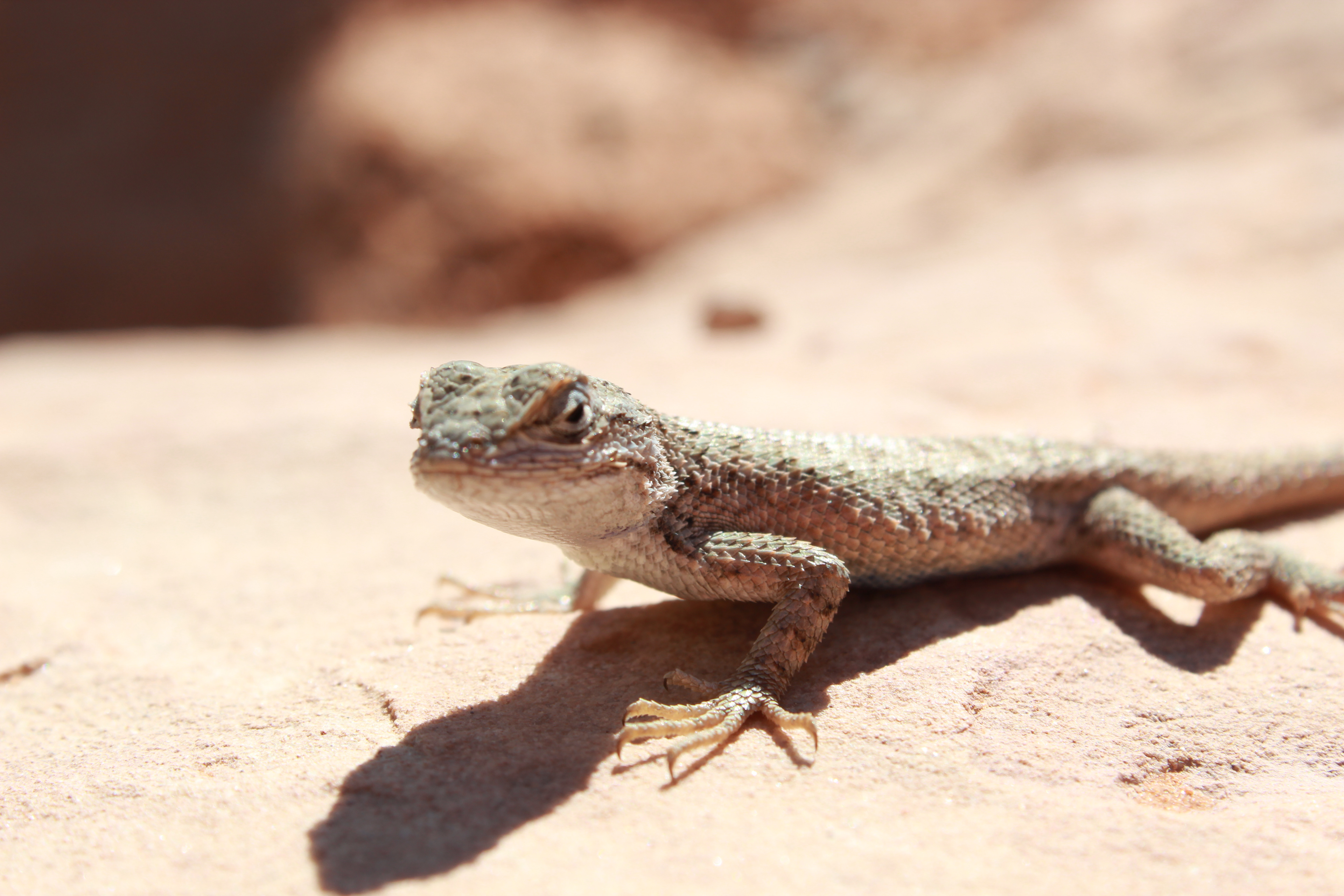 Lizard posing for picture in Arches NPS