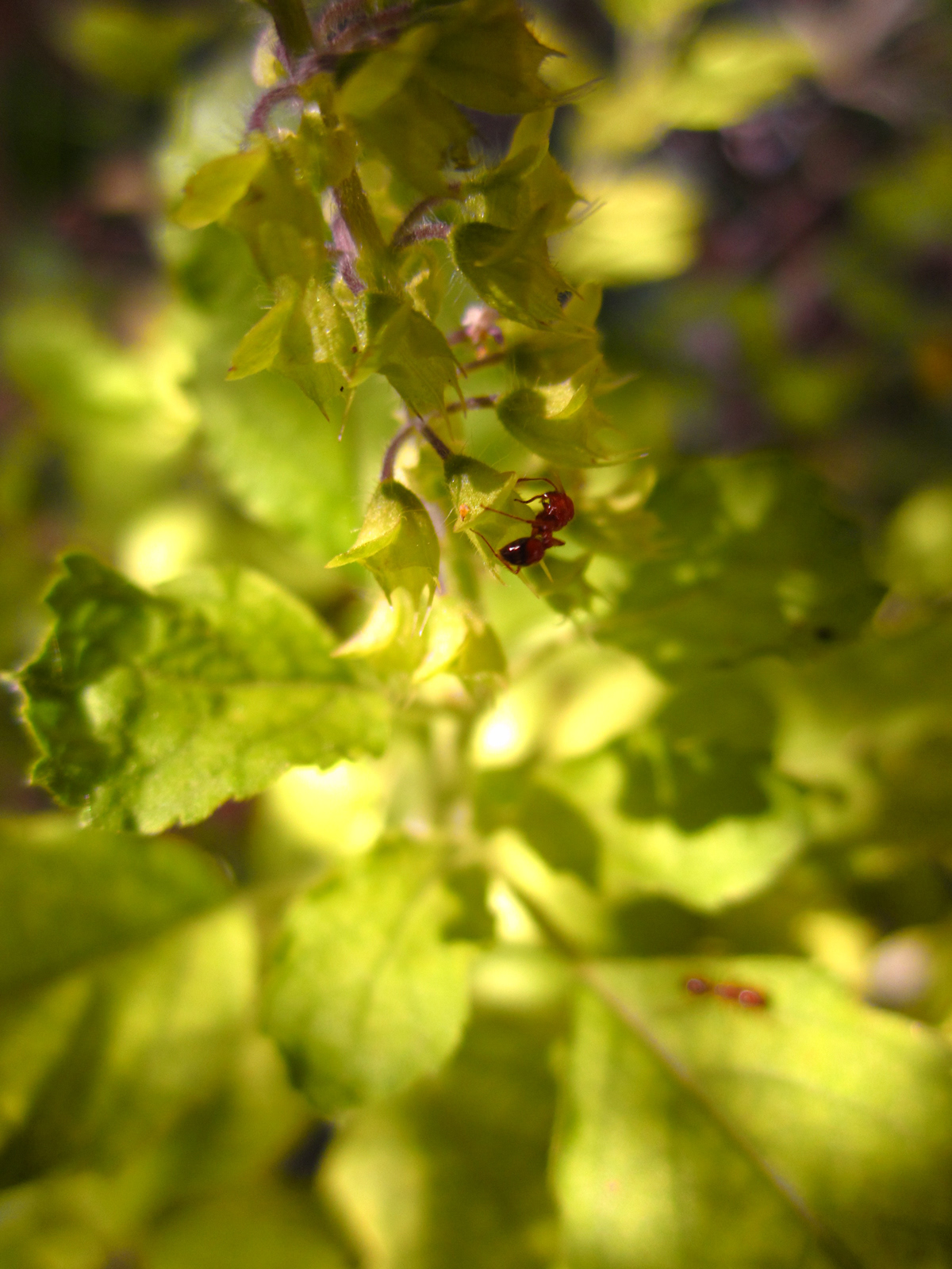 Daily chores on the basil plant