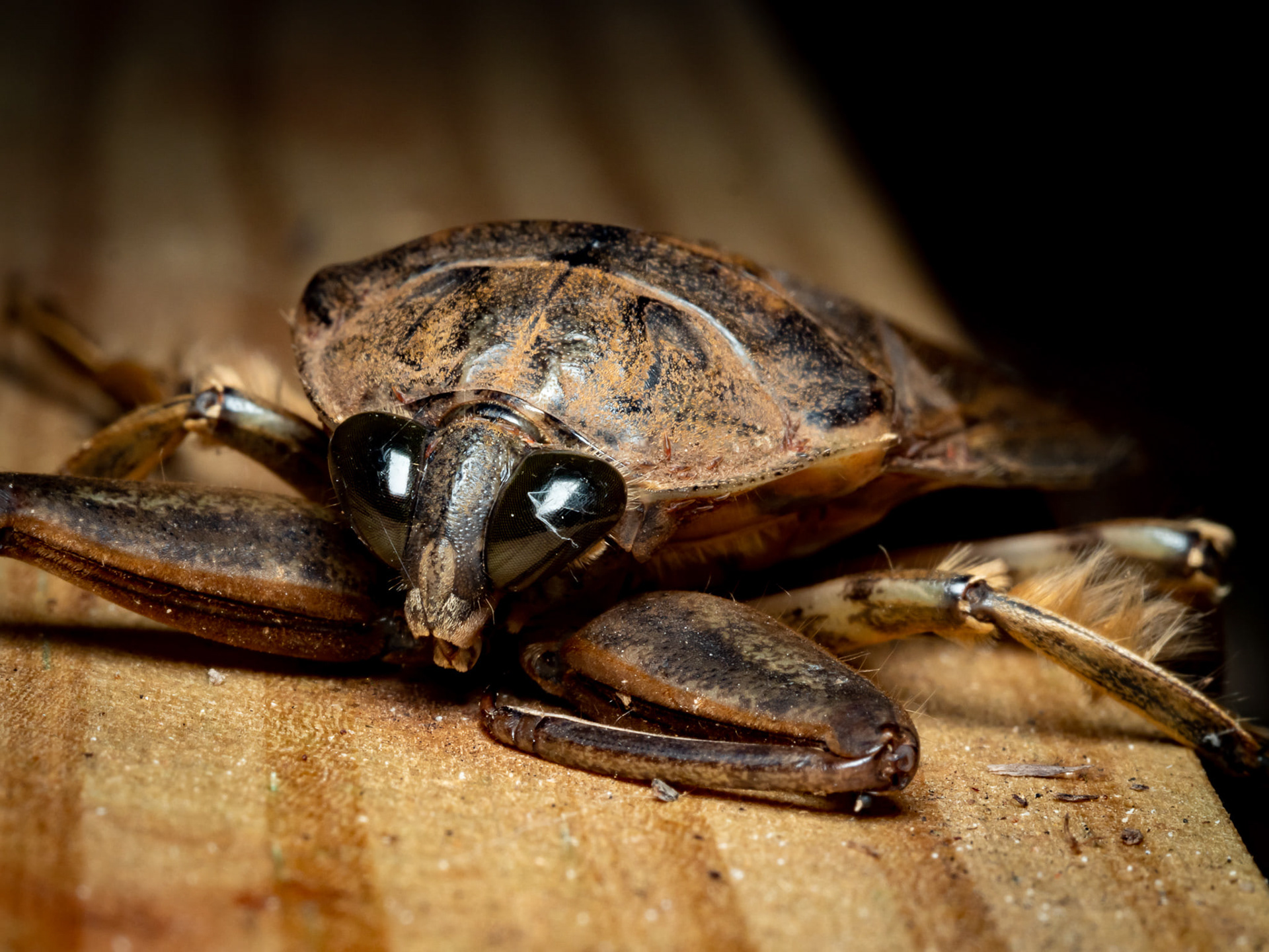 Giant Waterbug aka "Toe Biter"