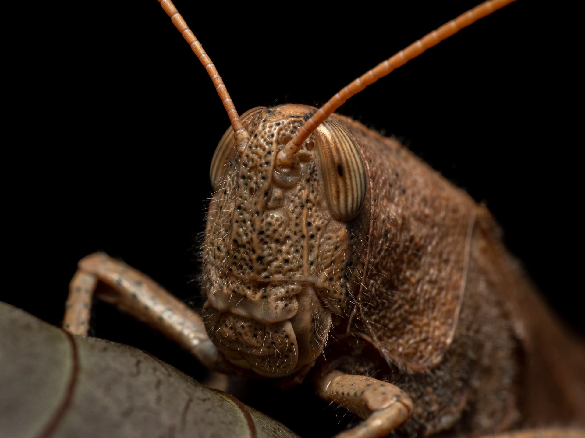 Mischievous Grasshopper 