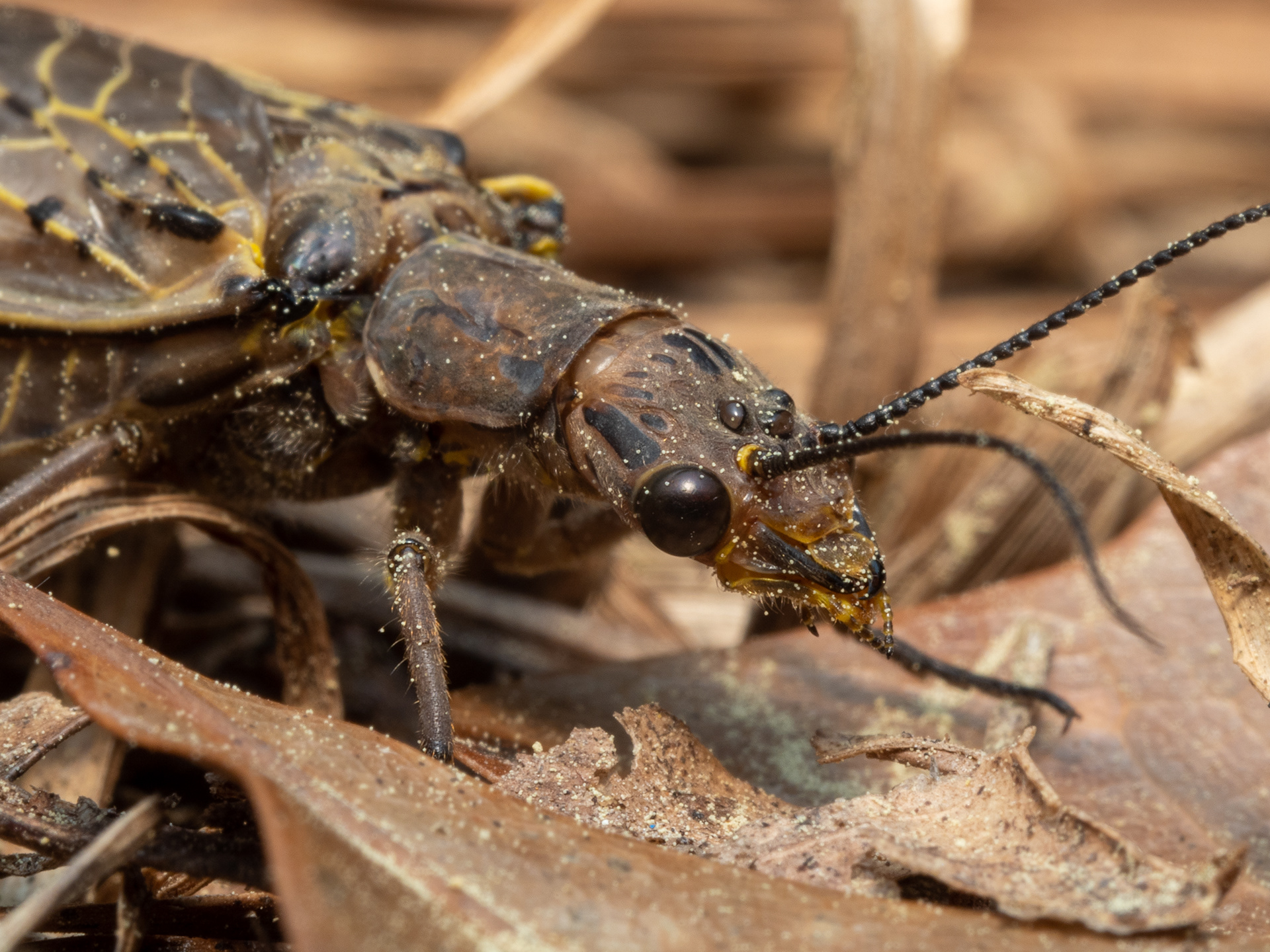 Fish Fly (Chauliodes)
