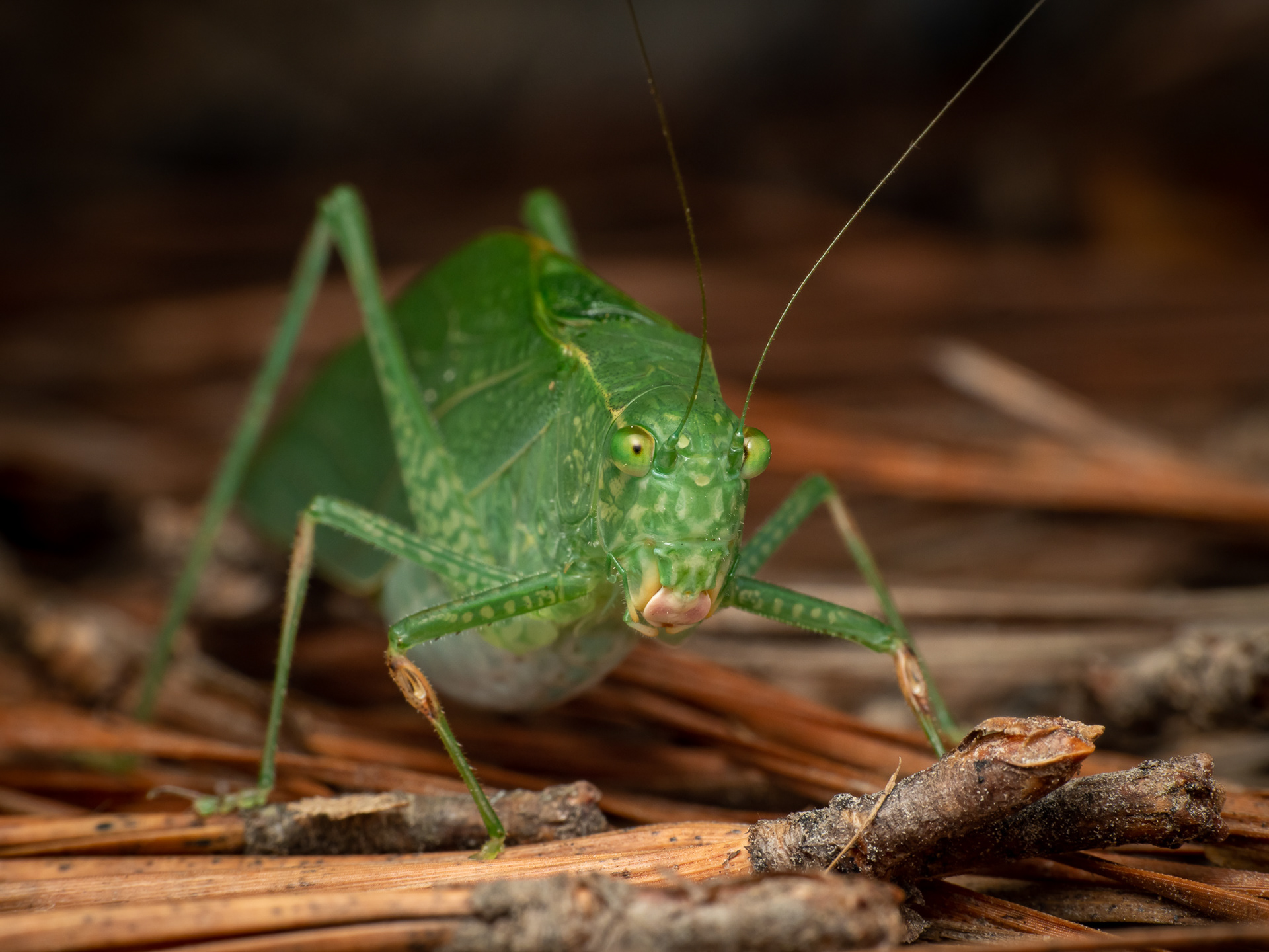 Katydid