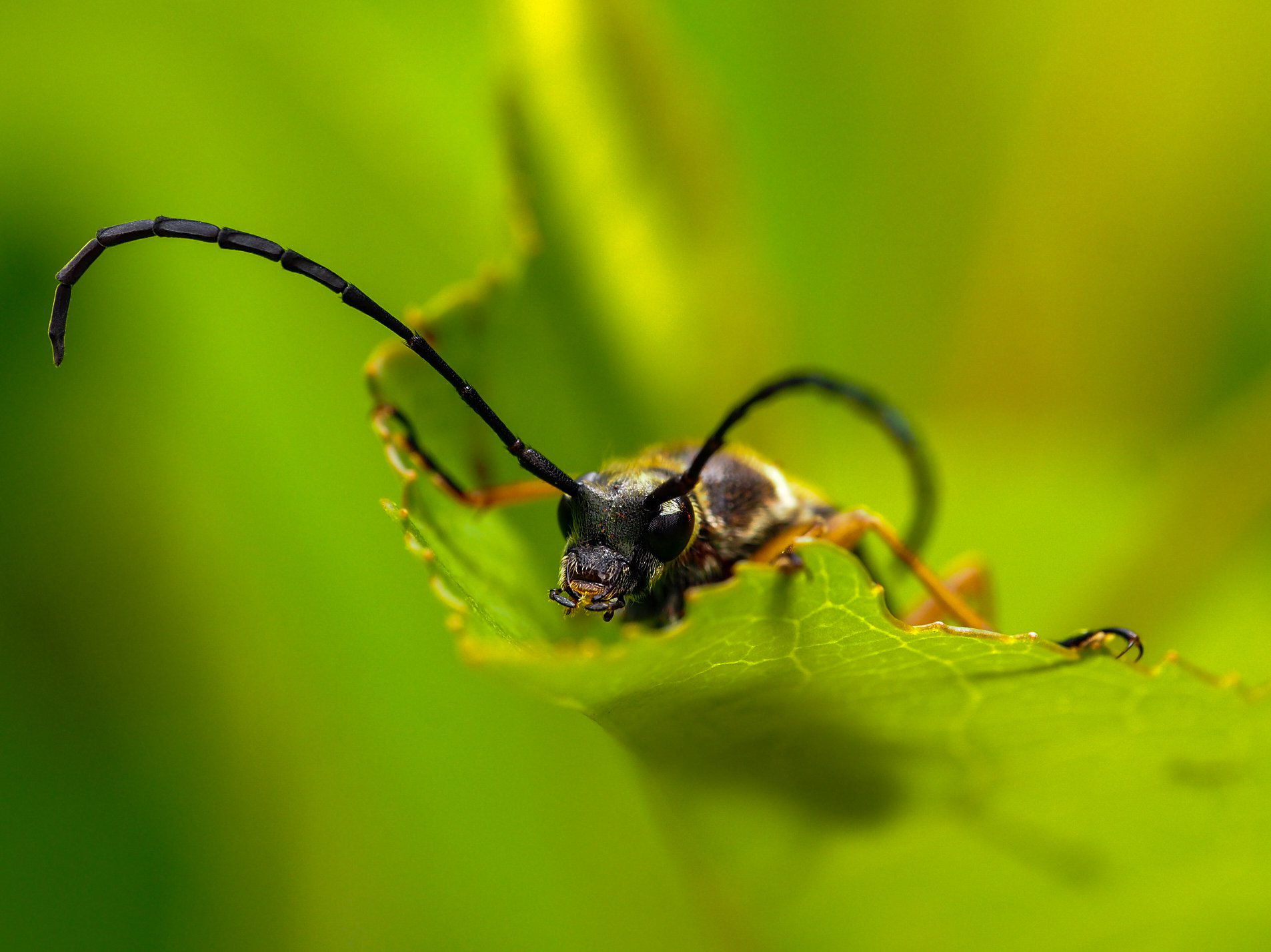 Flower Longhorn (Lepturini)