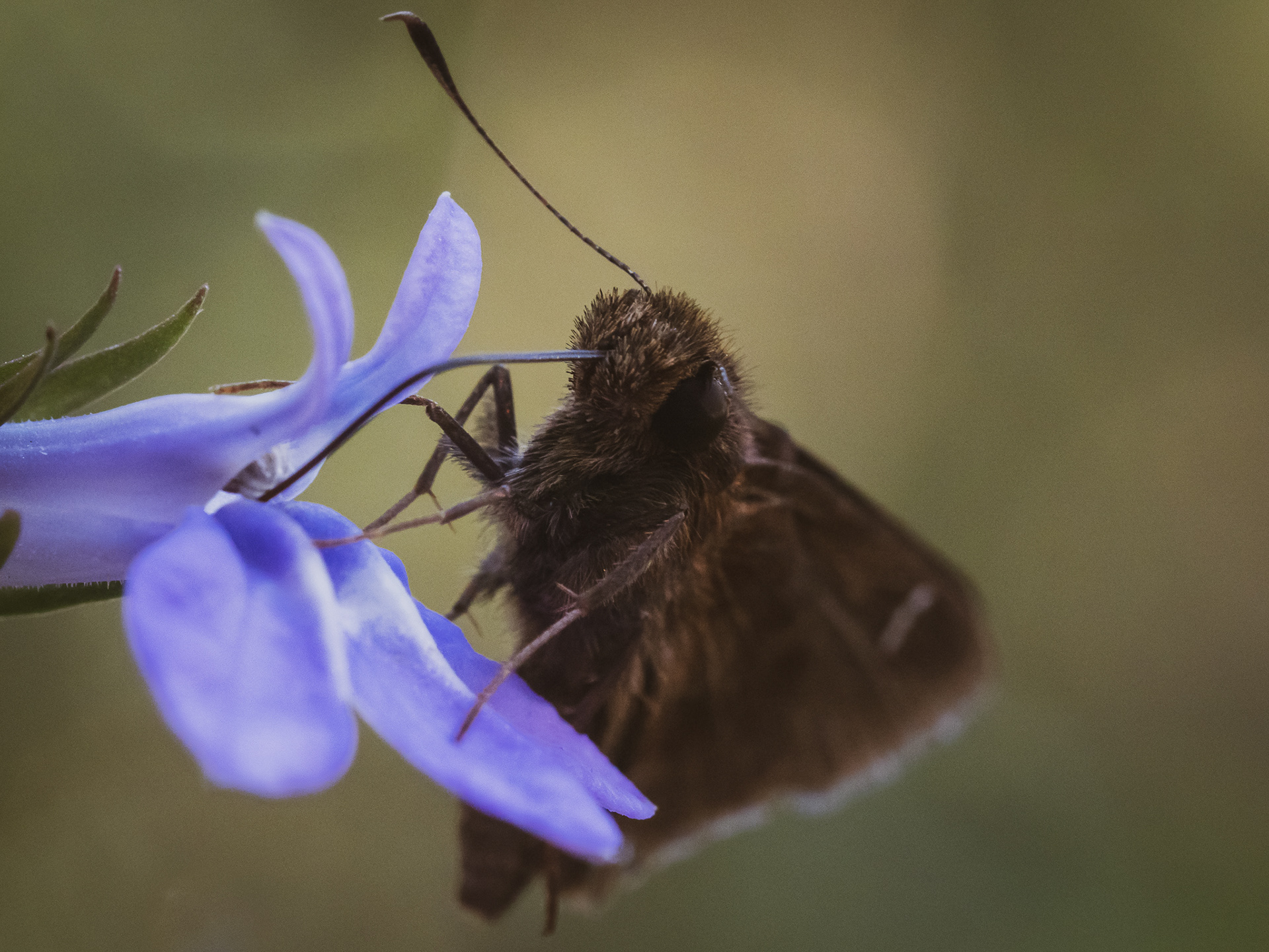 Skipper Butterfly