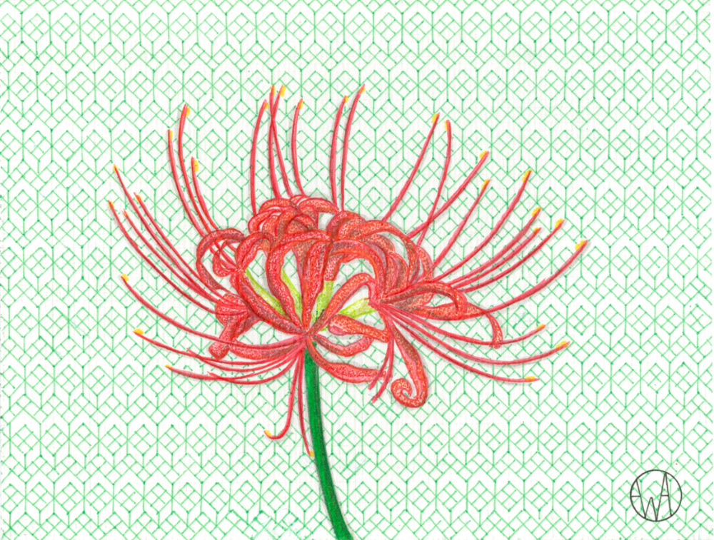 Spider lily, 15 x 20 cm