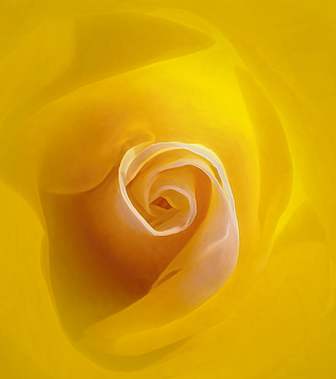Eye of the Rose