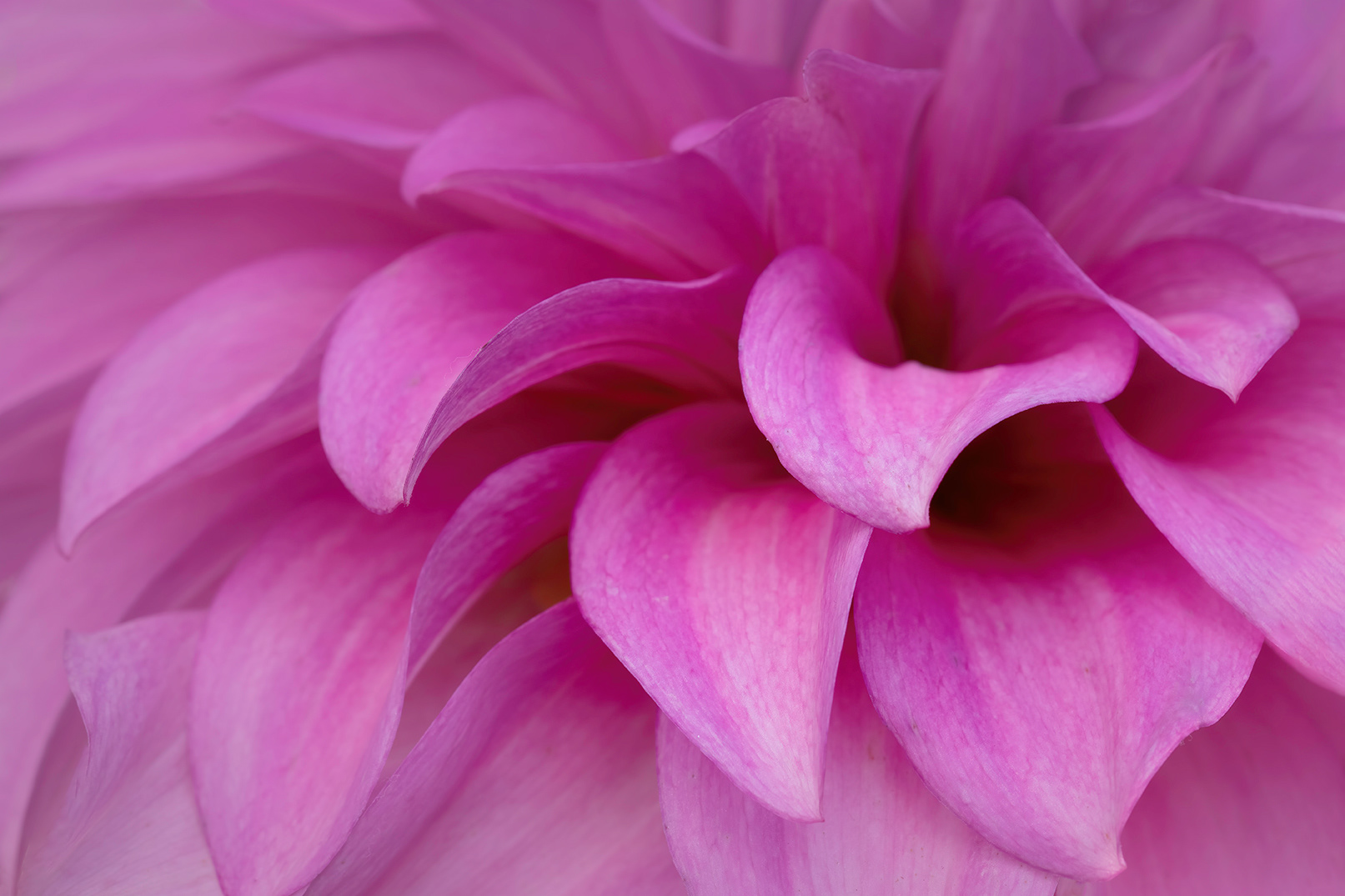 Pink Dahlia 