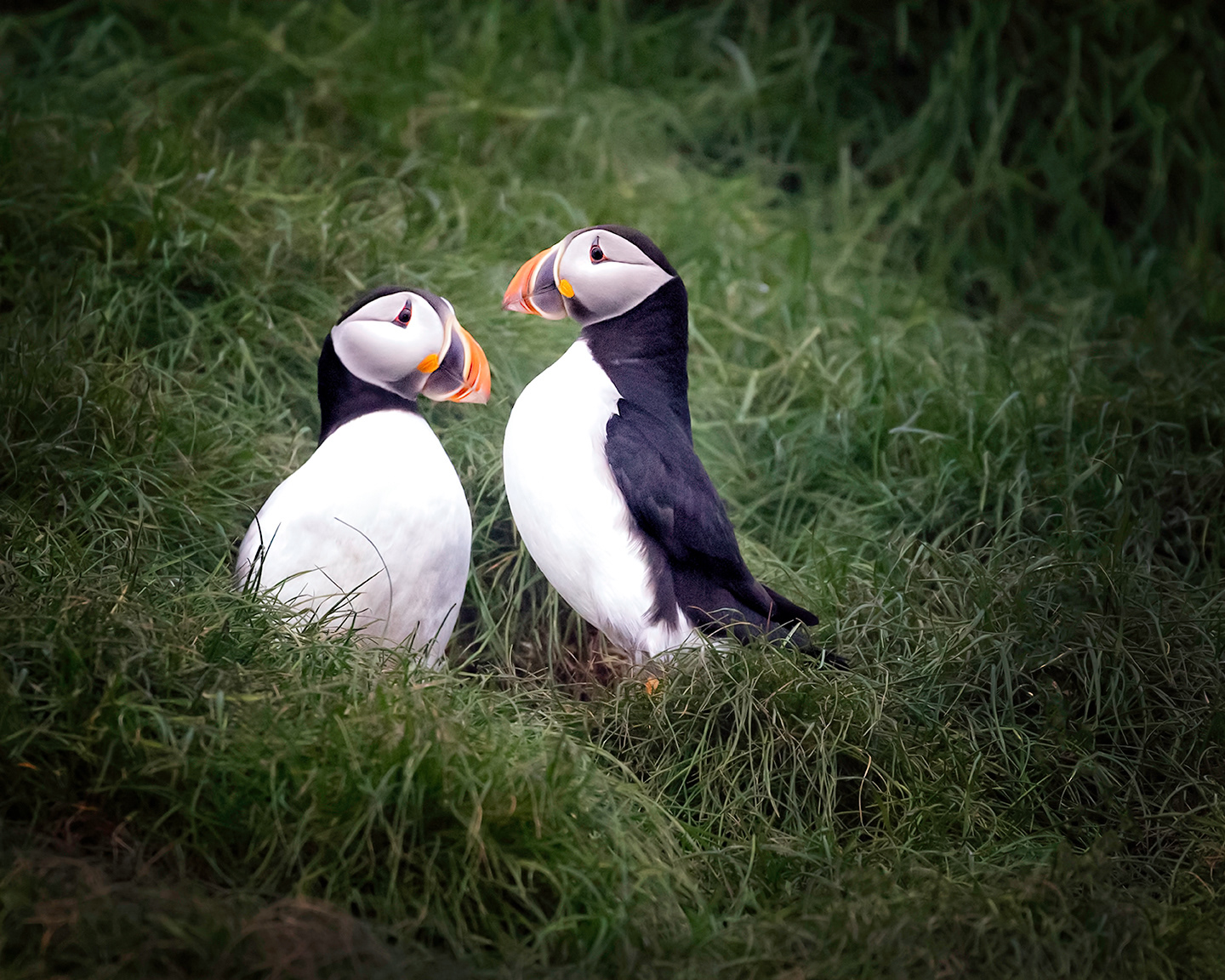 Puffin Newfoundland