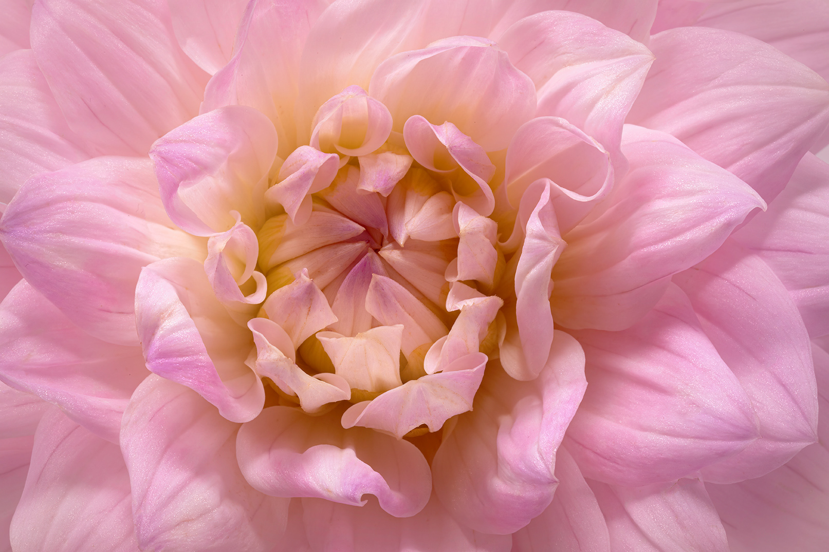 Lady Dahlia