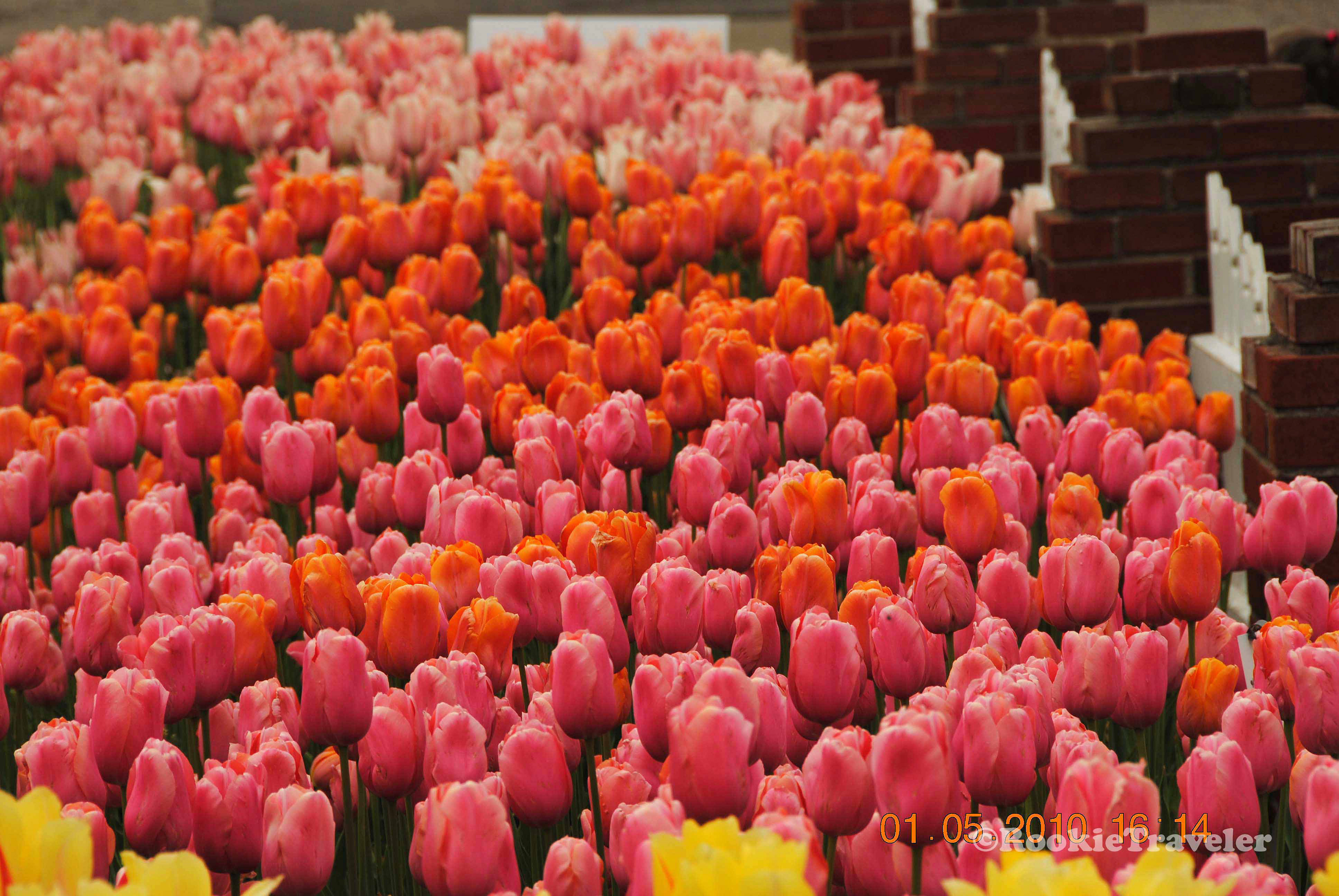 Rookietraveler Tulip Festival Holland MI