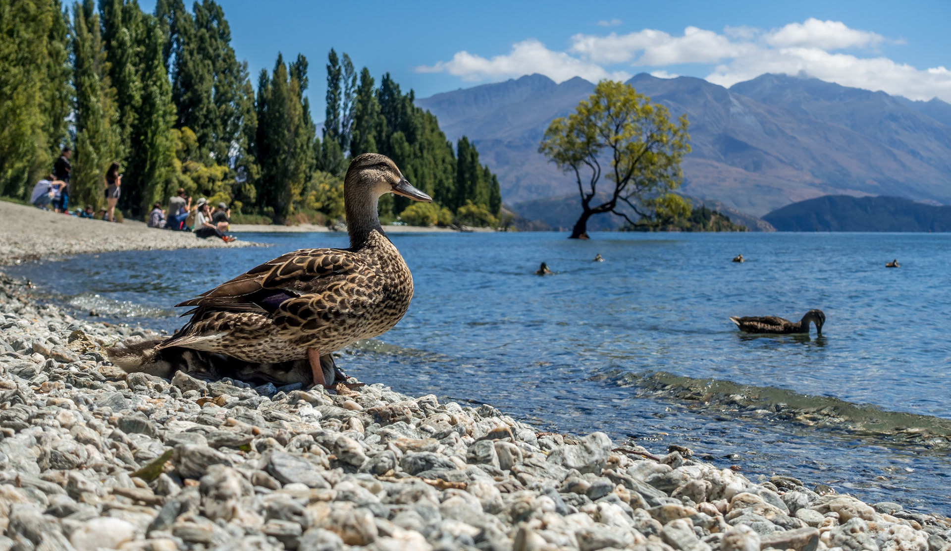 Mother and Ducklings