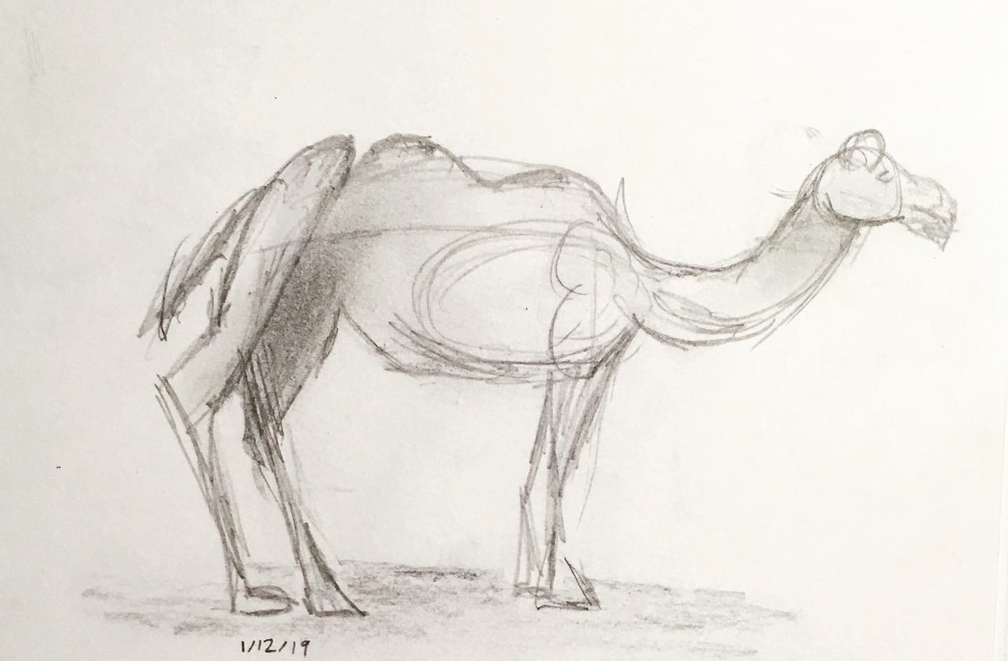 Camel