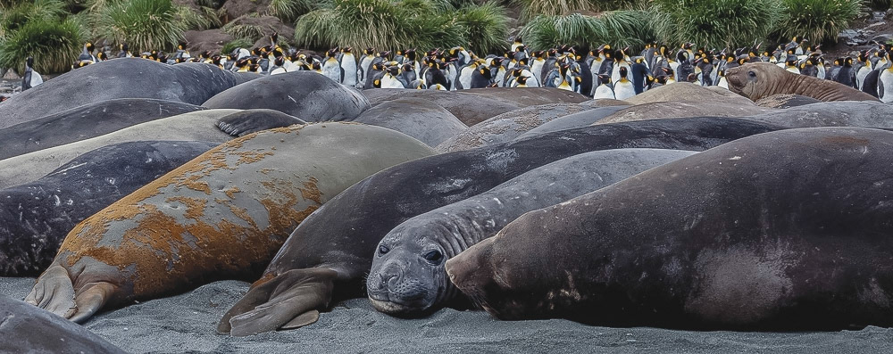 Domination, South Georgia
