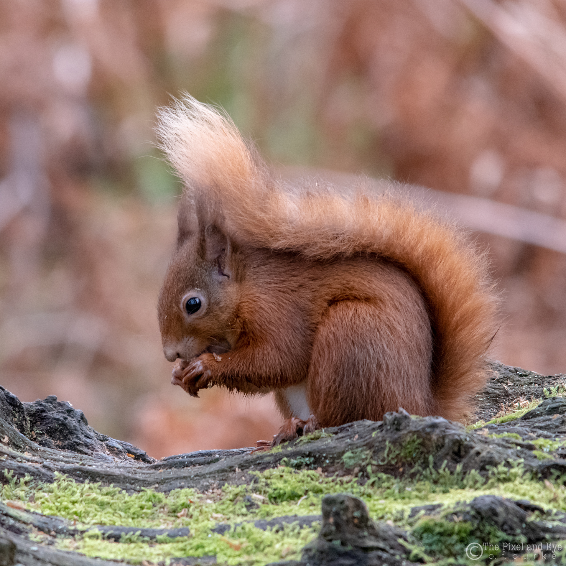 red squirrel