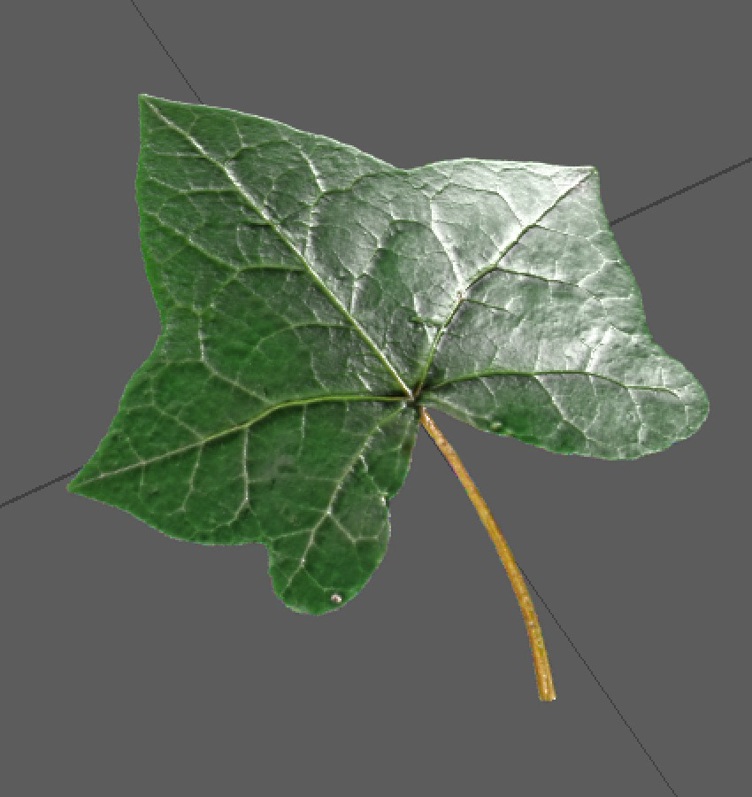 Final Ivy leaf