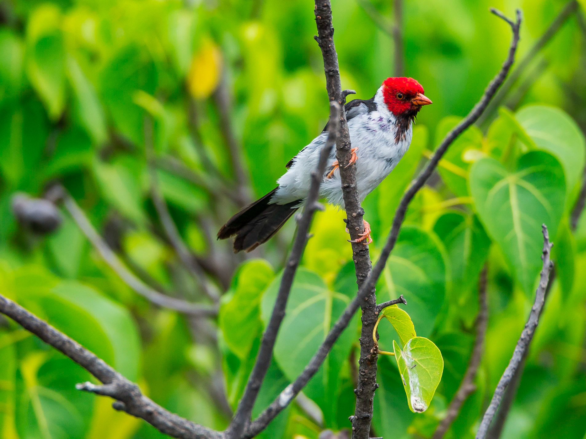 Pu'uhonua O Honaunau National Historical Park