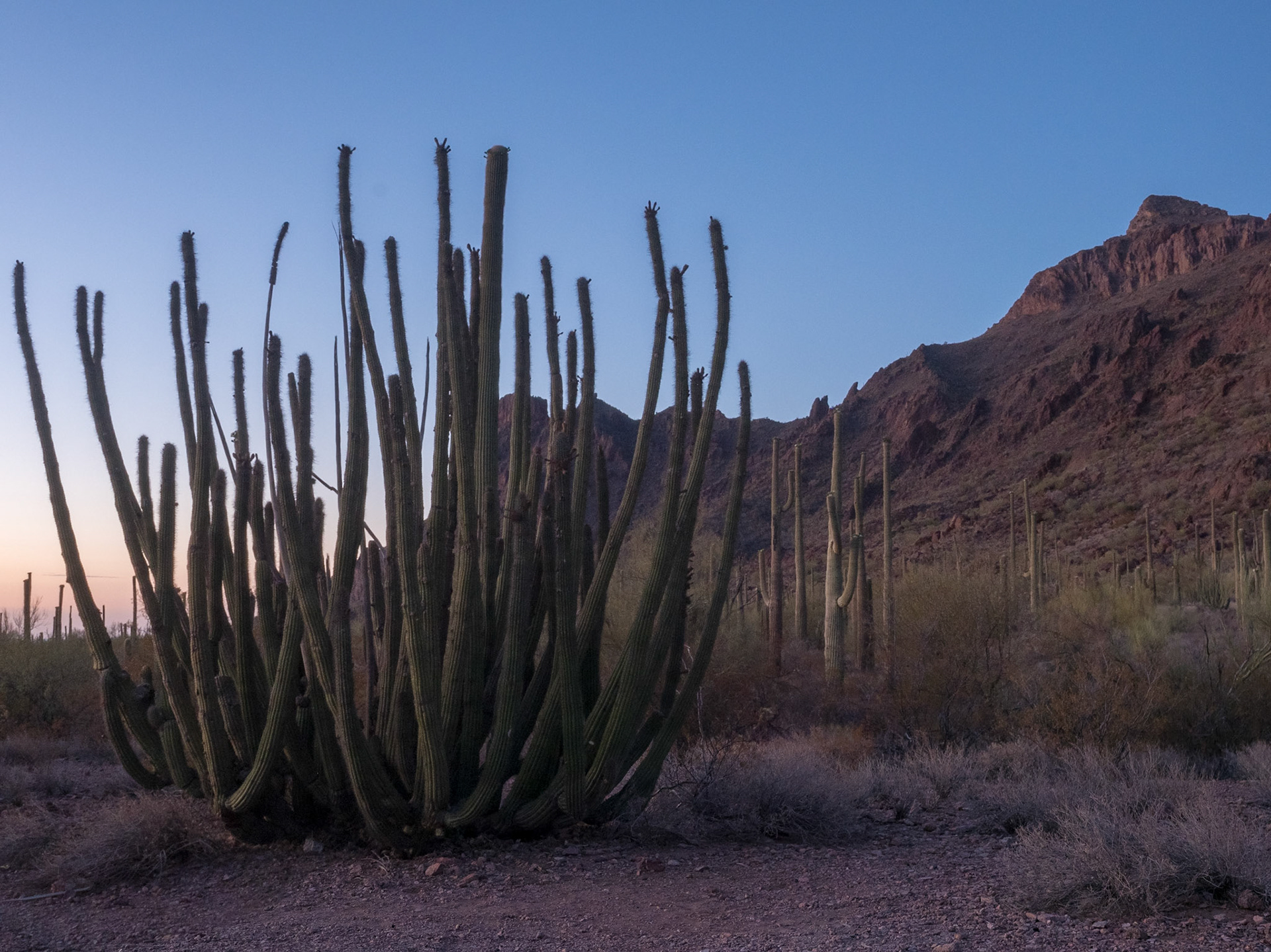 Organ Pipe Cactus National Monument