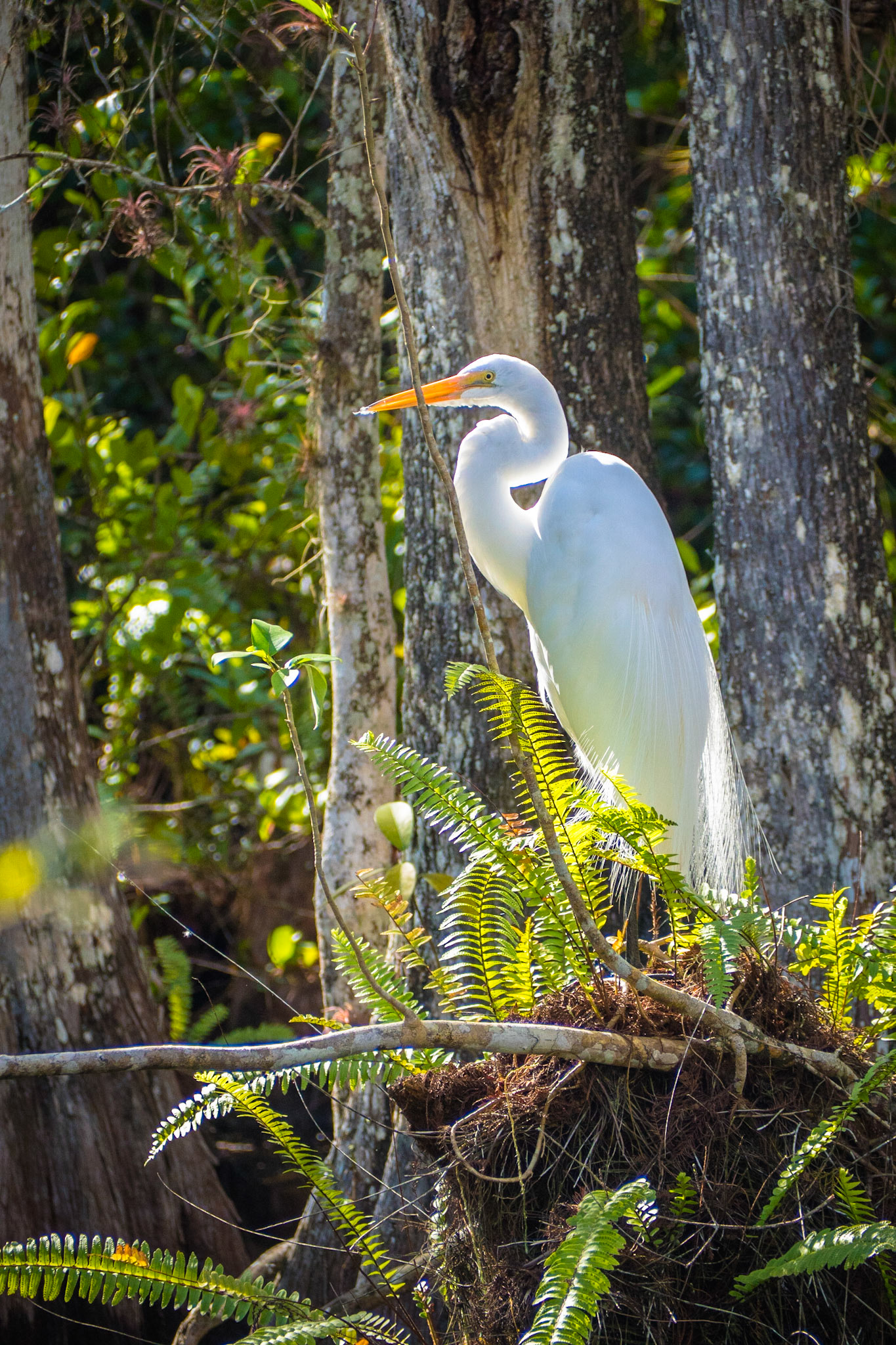 Big Cypress National Preserve