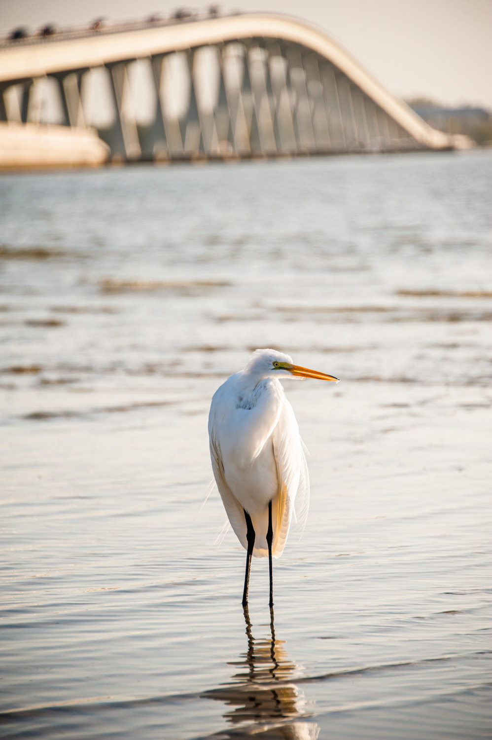 Sanibel
