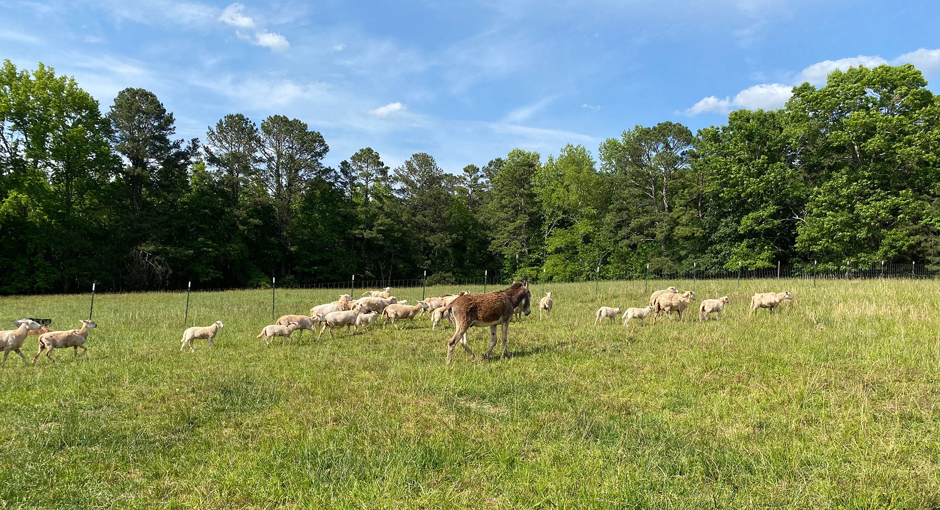 Mecca Halal Farms Contact