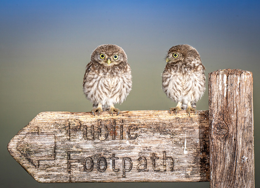 Juvenile Little Owls