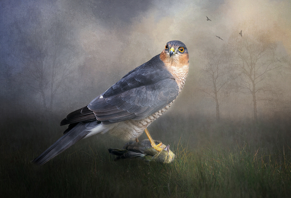 Sparrow hawk with Finch